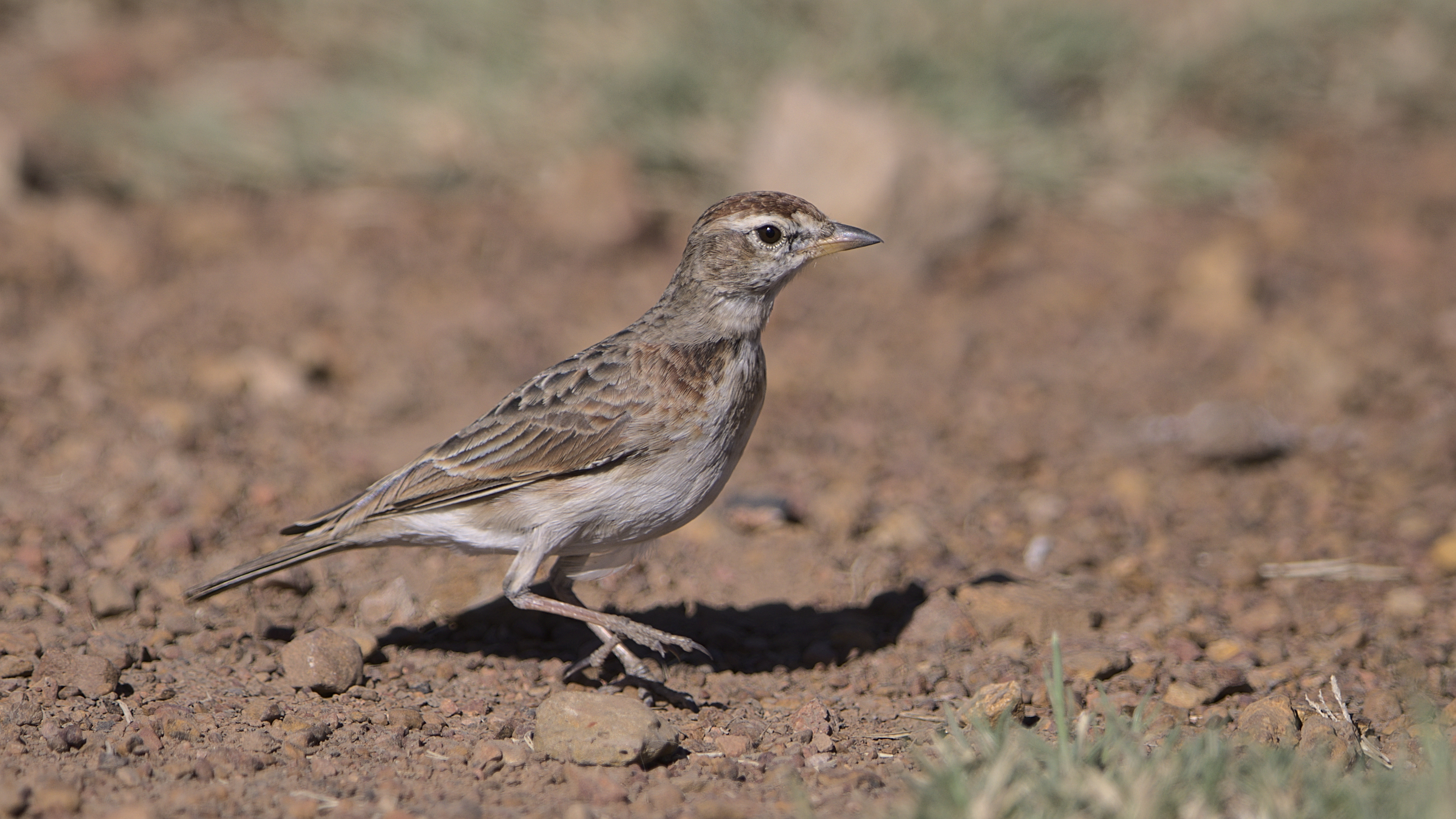 Exploring ‌the ‌Natural Habitat ⁣of​ the⁢ Redcapped Lark in Masai Mara