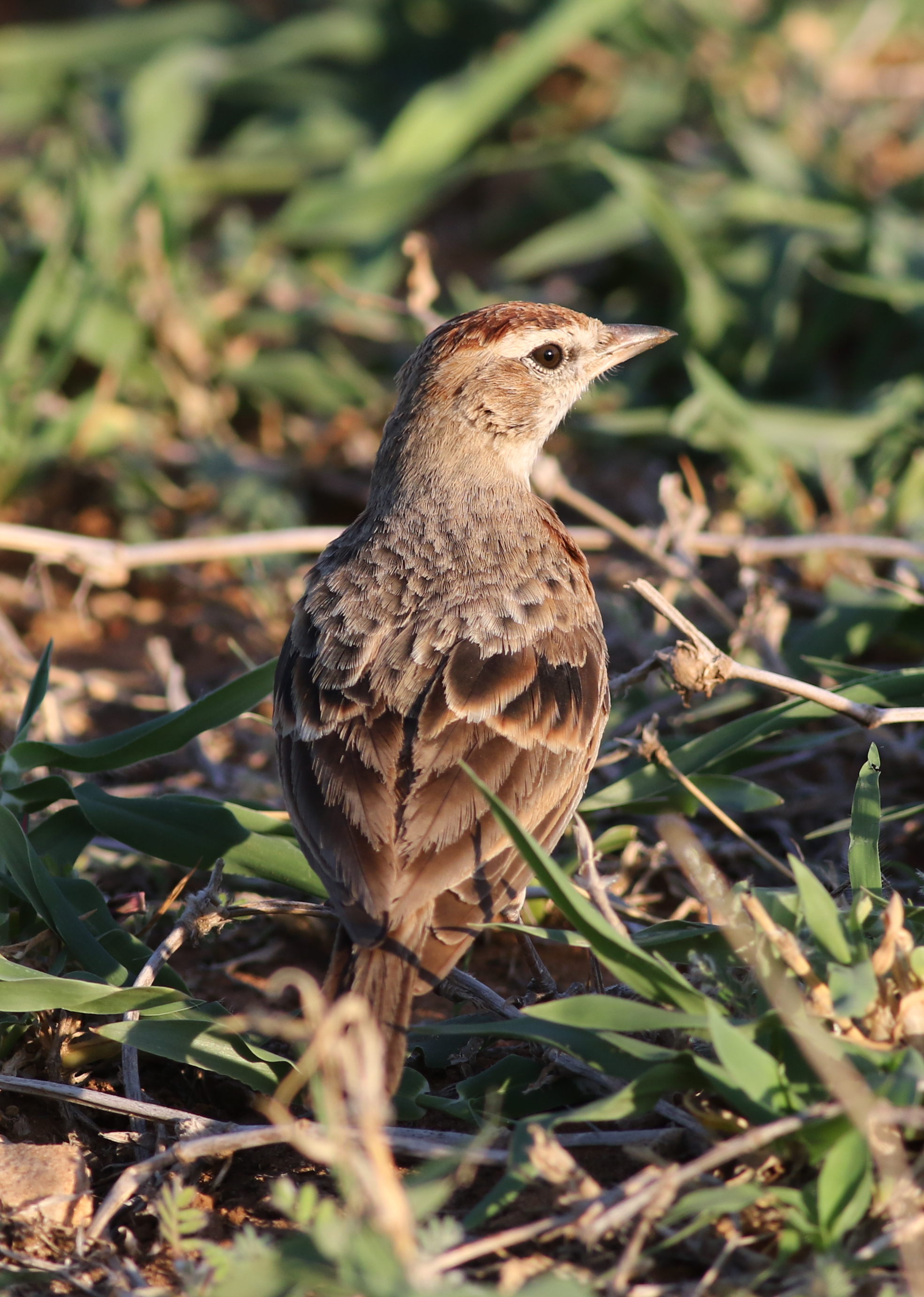 Best Times and ‍Locations to Observe the‌ Redcapped Lark in Masai Mara