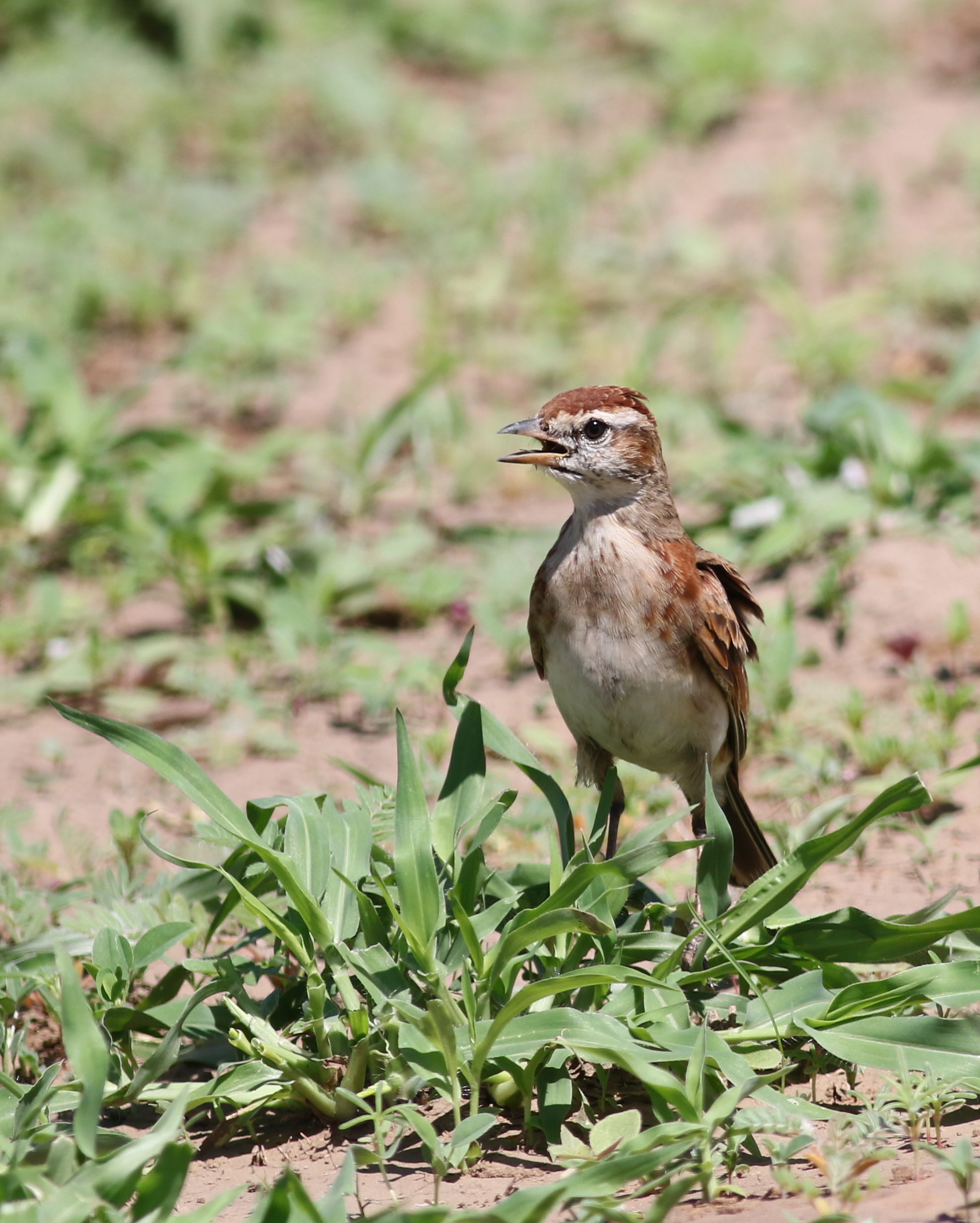 Redcapped Lark: Discovering a Vibrant Species in ‍Masai‌ Mara