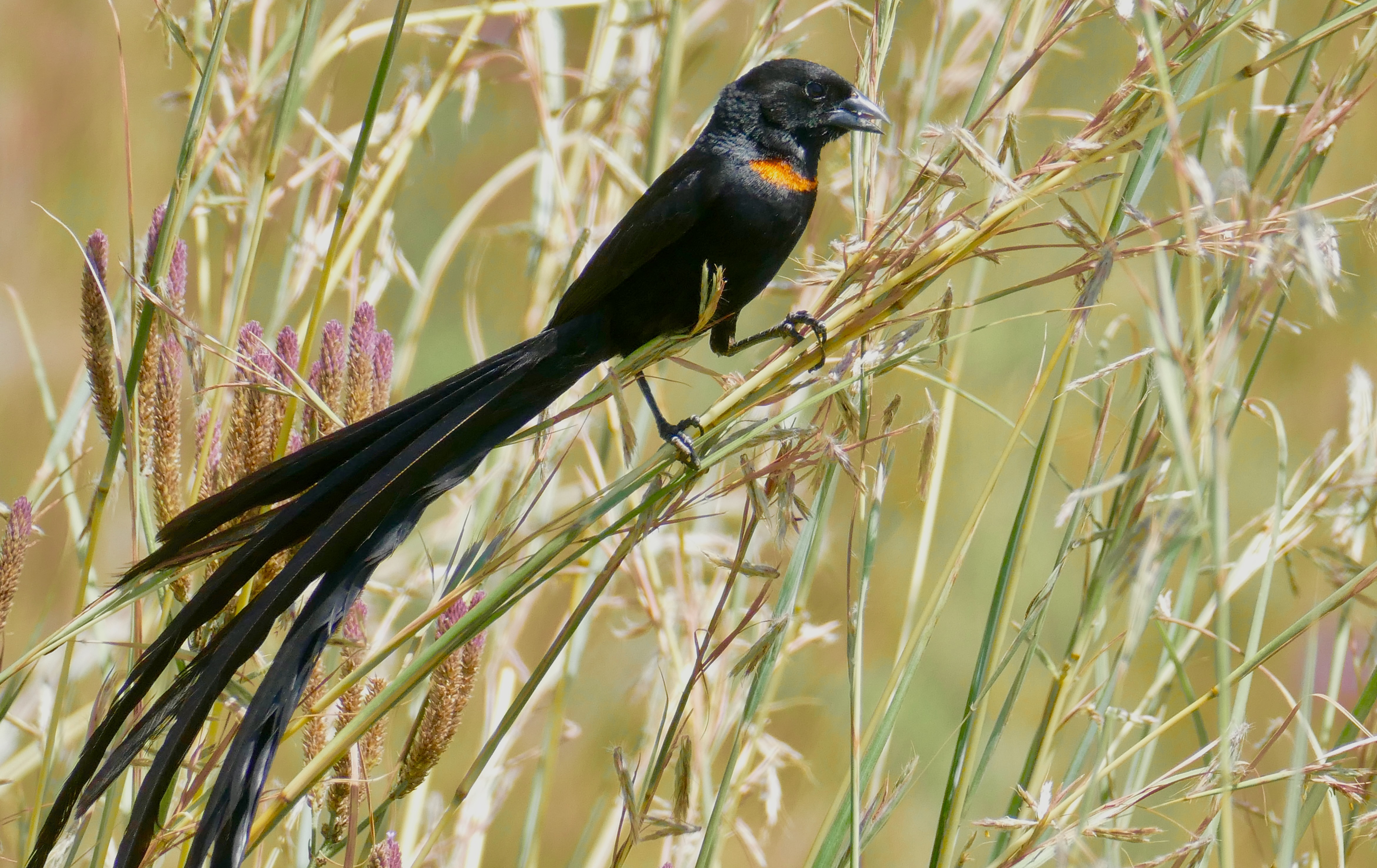 1. The Mesmerizing ​Plumage⁢ of ​the Red-collared Widowbird: A Vibrant Addition ​to the Masai Mara⁤ Wildlife