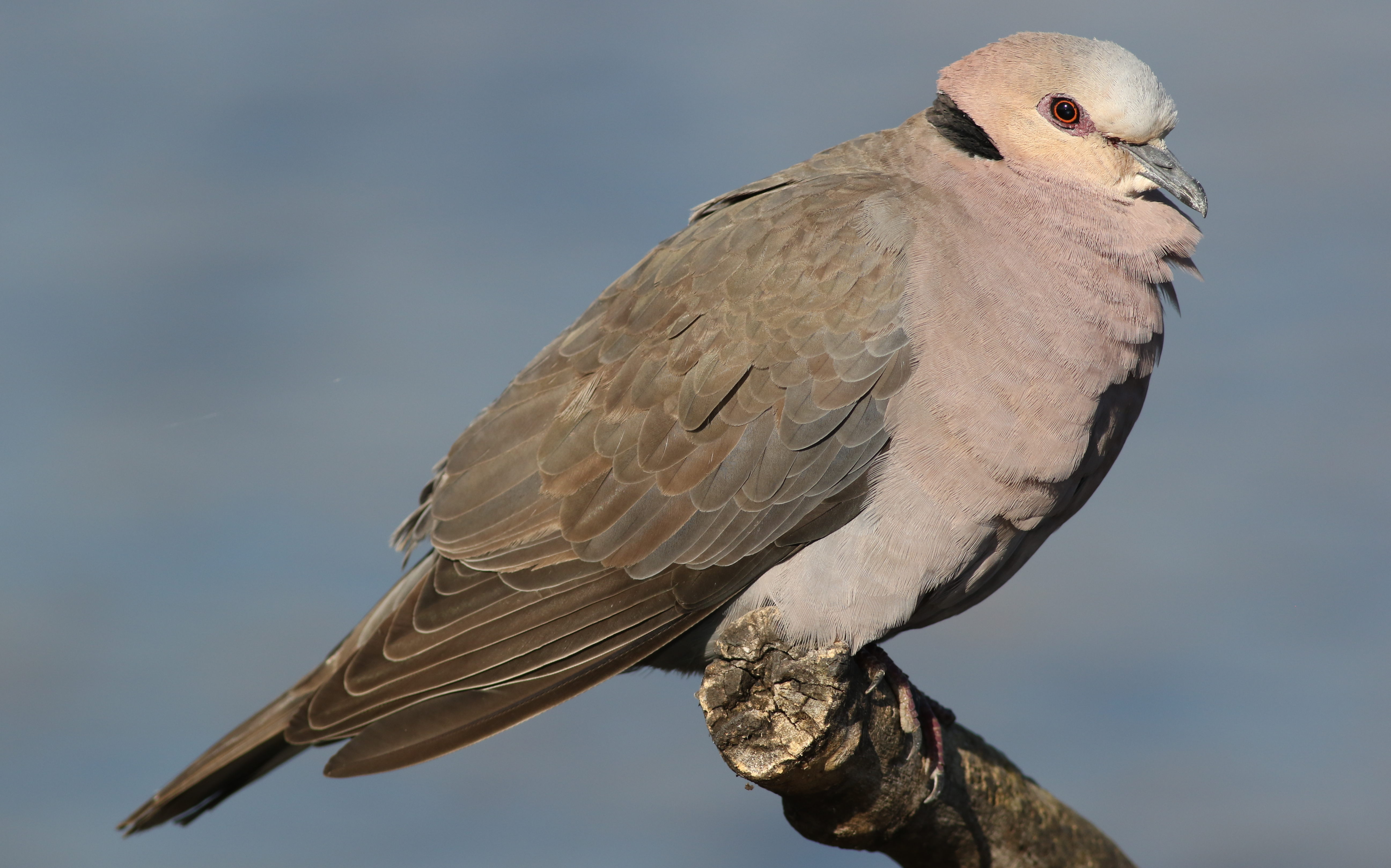 - Overview of the Redeyed ‍Dove: A Familiar Sight in Masai Mara