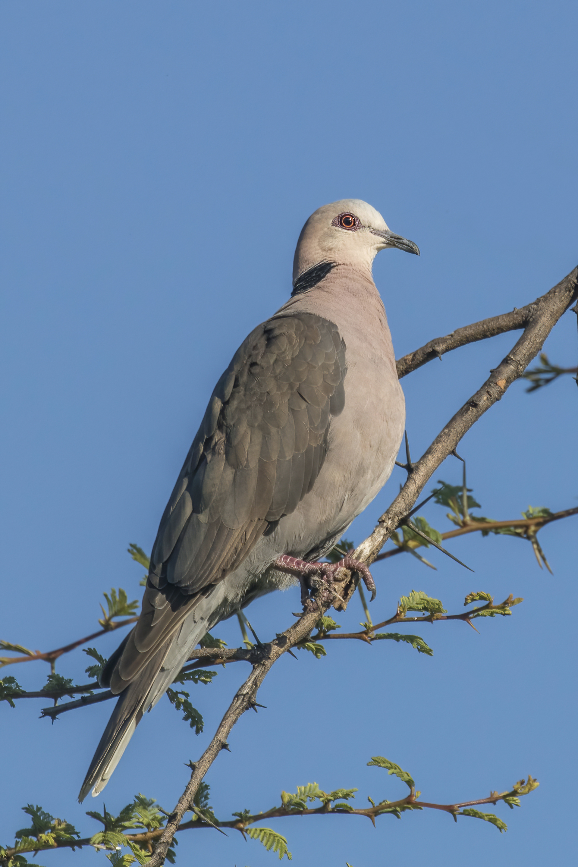 - Behavior and Characteristics: Understanding the Redeyed⁤ Dove’s Unique Traits