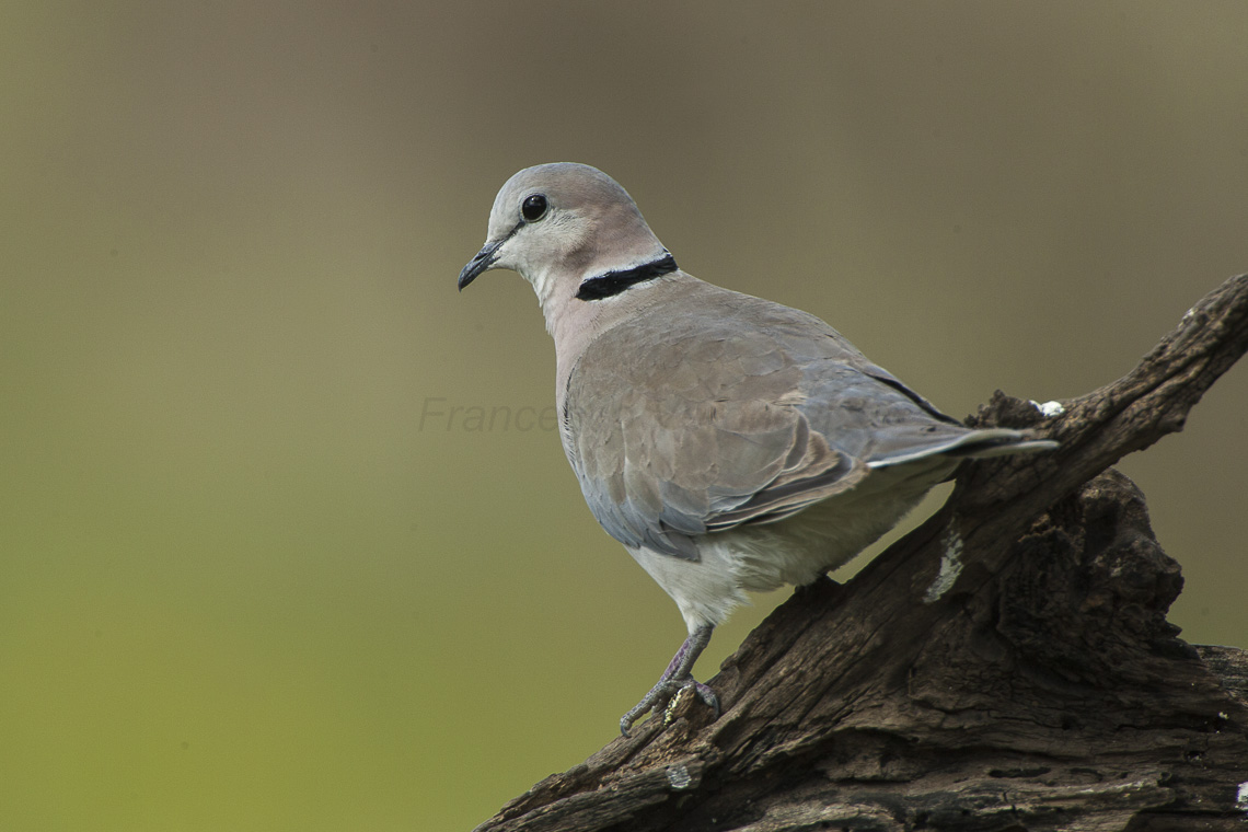 The Coos of Masai Mara's Skies:⁤ Unveiling the Ringnecked Dove's Charms