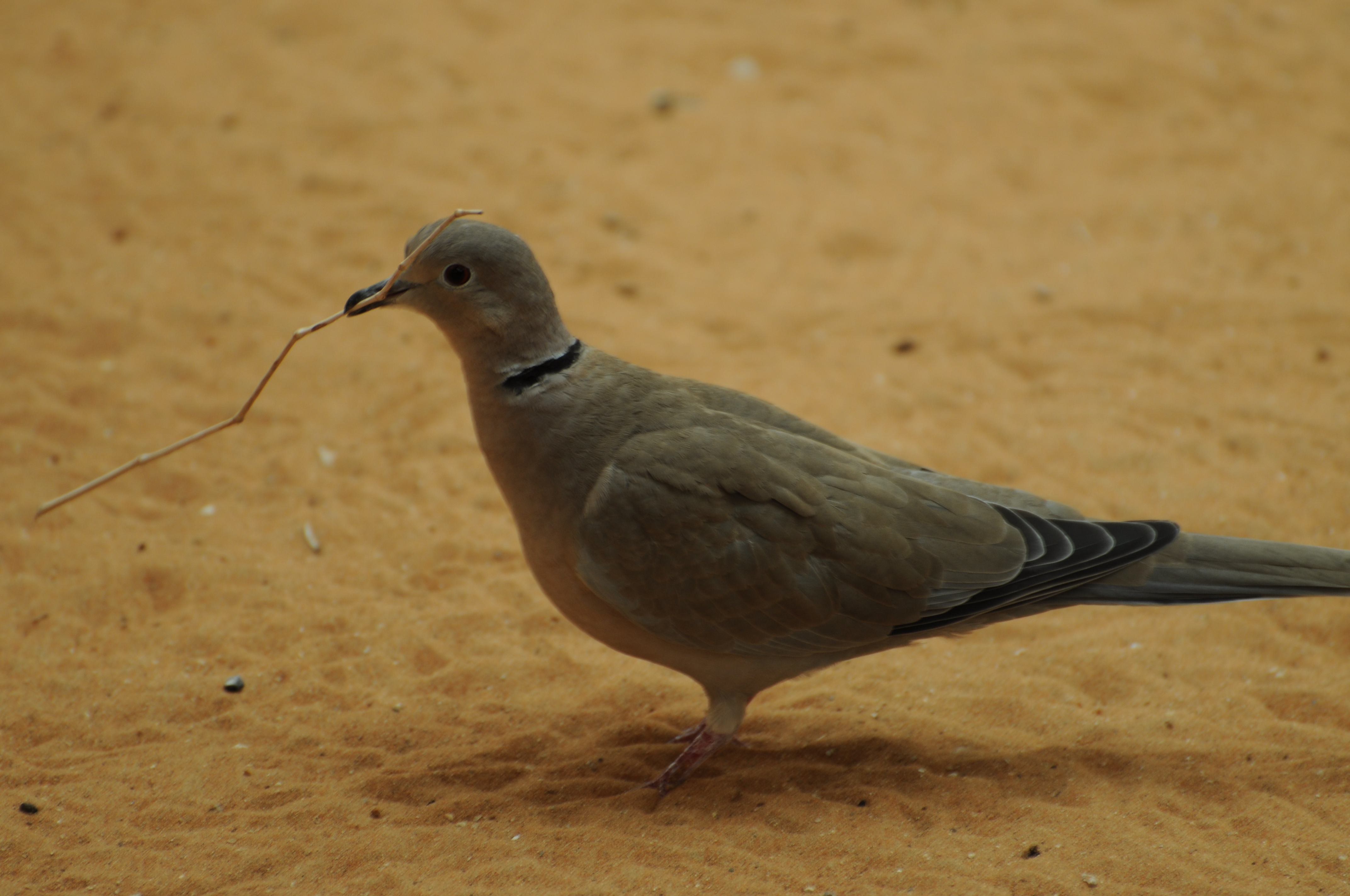 Exploring ⁢the Habitats and ⁤Behaviors of the Ringnecked Doves in⁢ Masai ⁤Mara ⁢National‌ Park