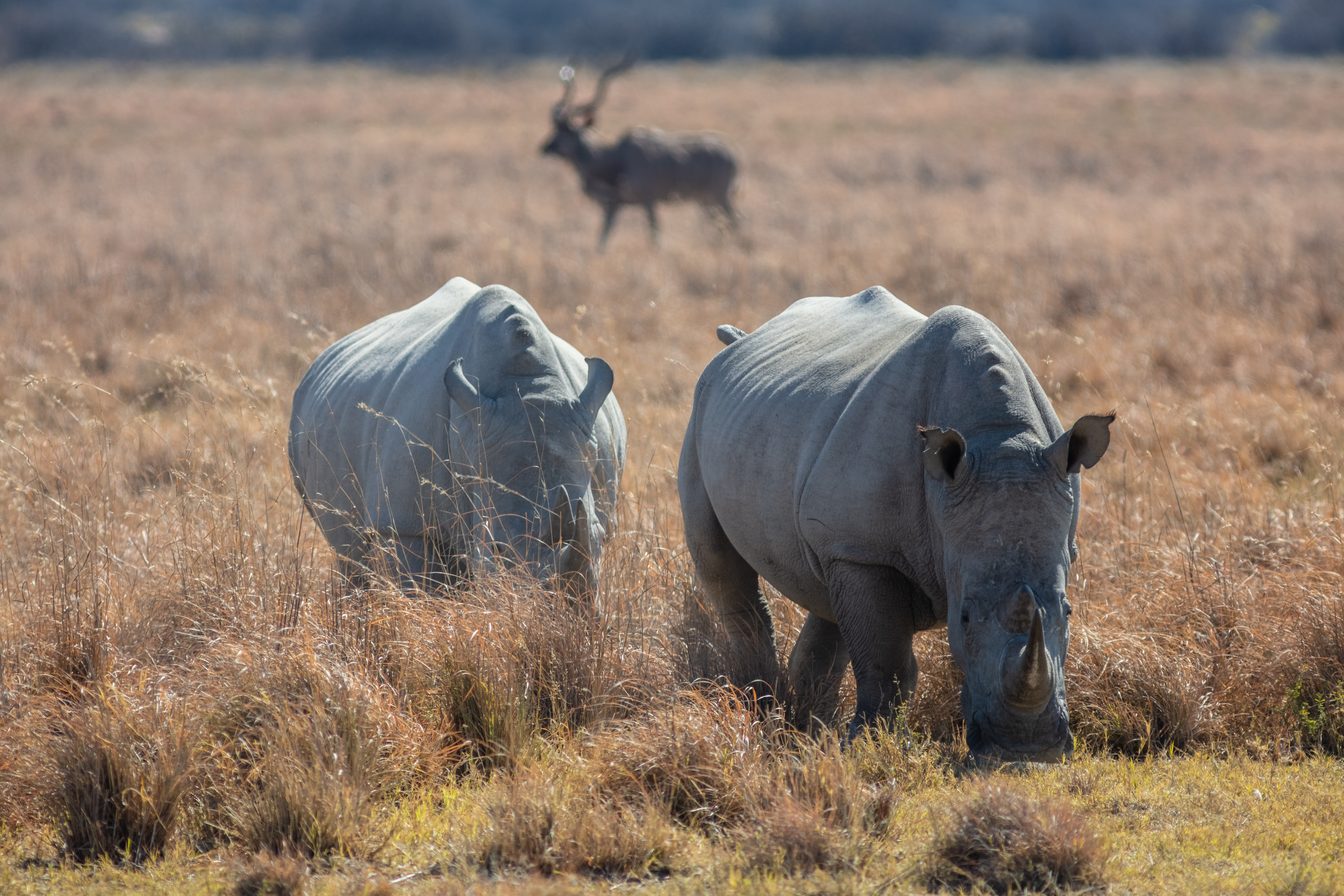 Rhinos in Maasai Mara: A Wildlife Extravaganza by the River