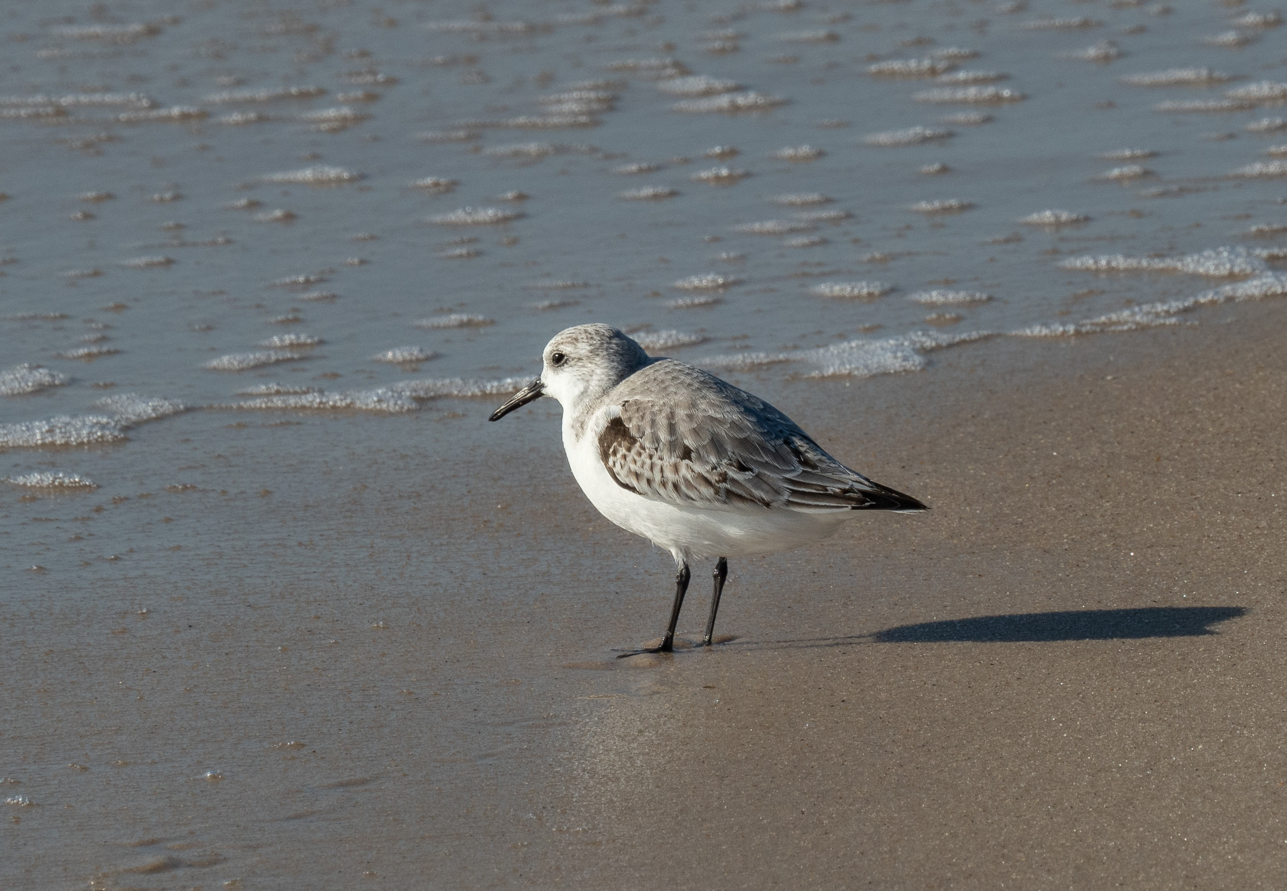 Unveiling the Enigmatic Behavior of Sanderlings on⁢ Masai Mara's Beaches