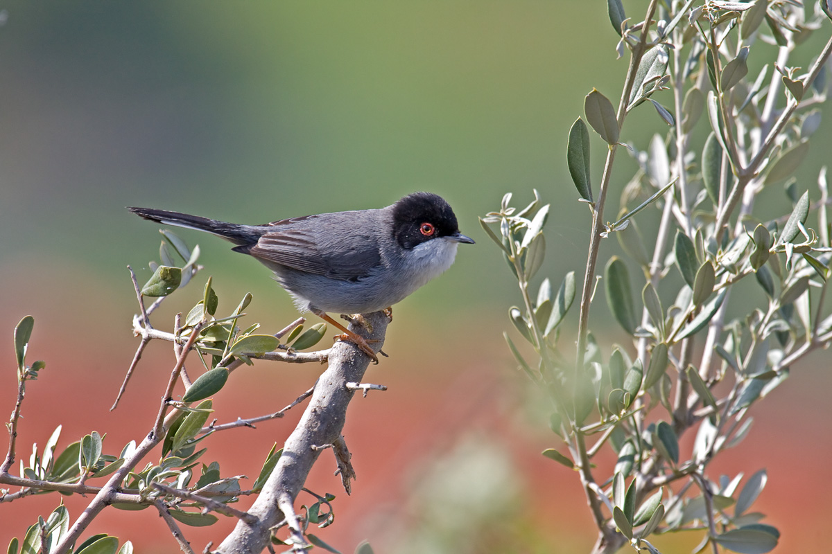 Conservation Efforts to Protect the Greycapped Warbler in Masai‍ Mara