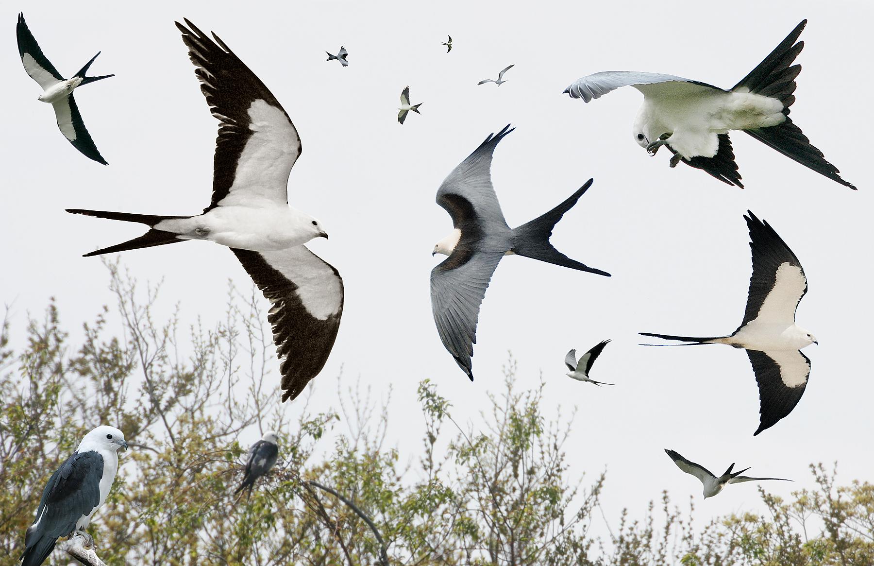 A Rare ​Sight in Masai Mara: The Soaring Flight of the Swallowtailed Kite