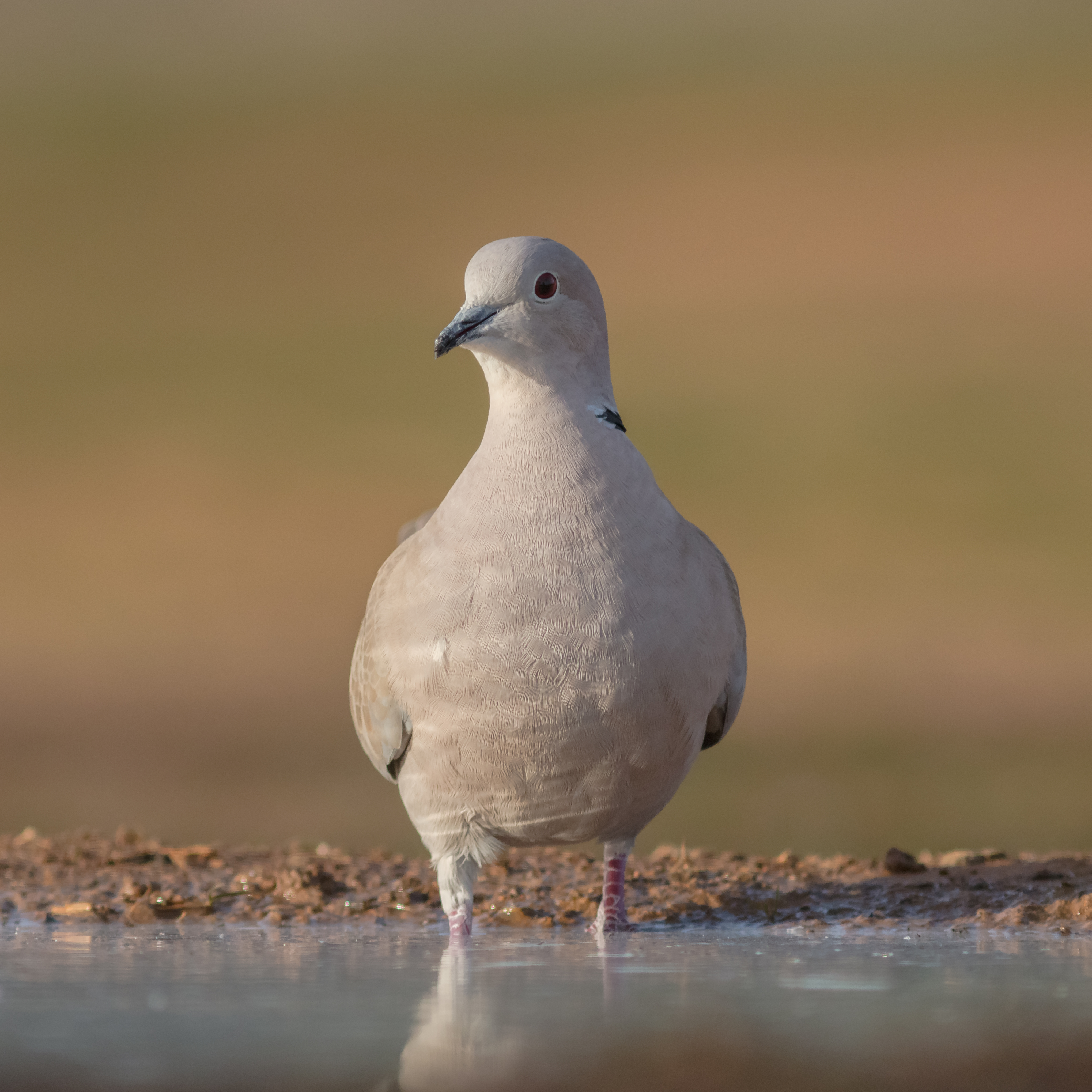 A ⁣Harmonious‌ Symphony: Understanding the Coos and Calls of Ringnecked Doves‌ in Masai Mara