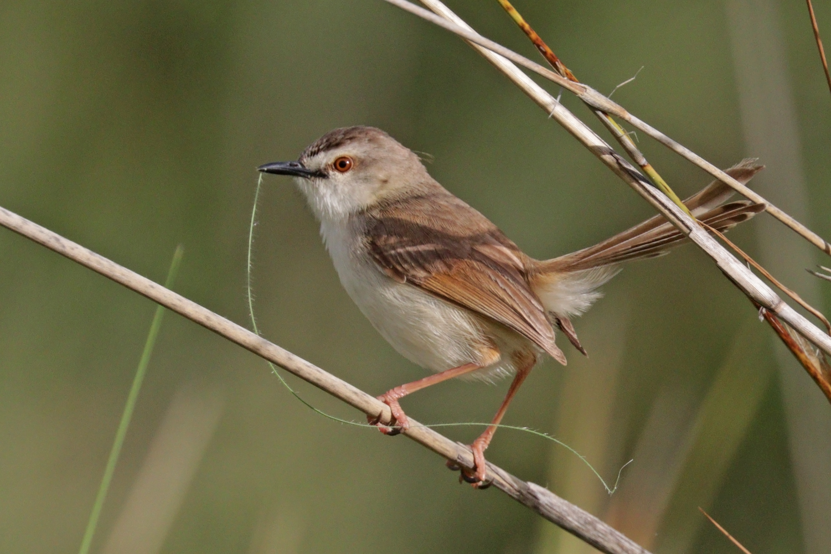 5. Engaging with Local Conservation Efforts: Protecting⁢ the Tawnyflanked Prinia's Habitat ⁤in Masai‌ Mara