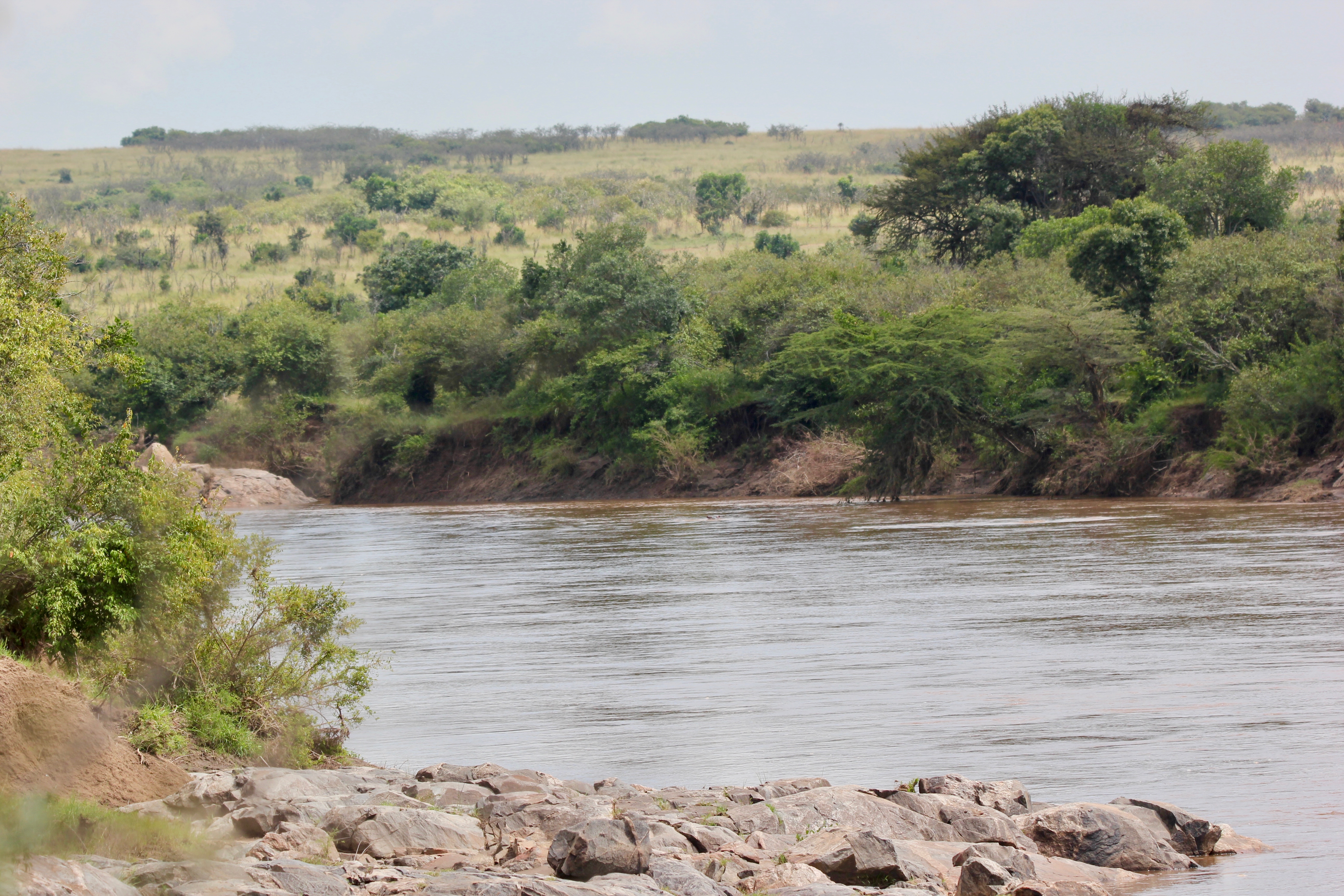 3. Spectacular Displays: Witnessing Riveting Animal Interactions on the Banks of the Mara River