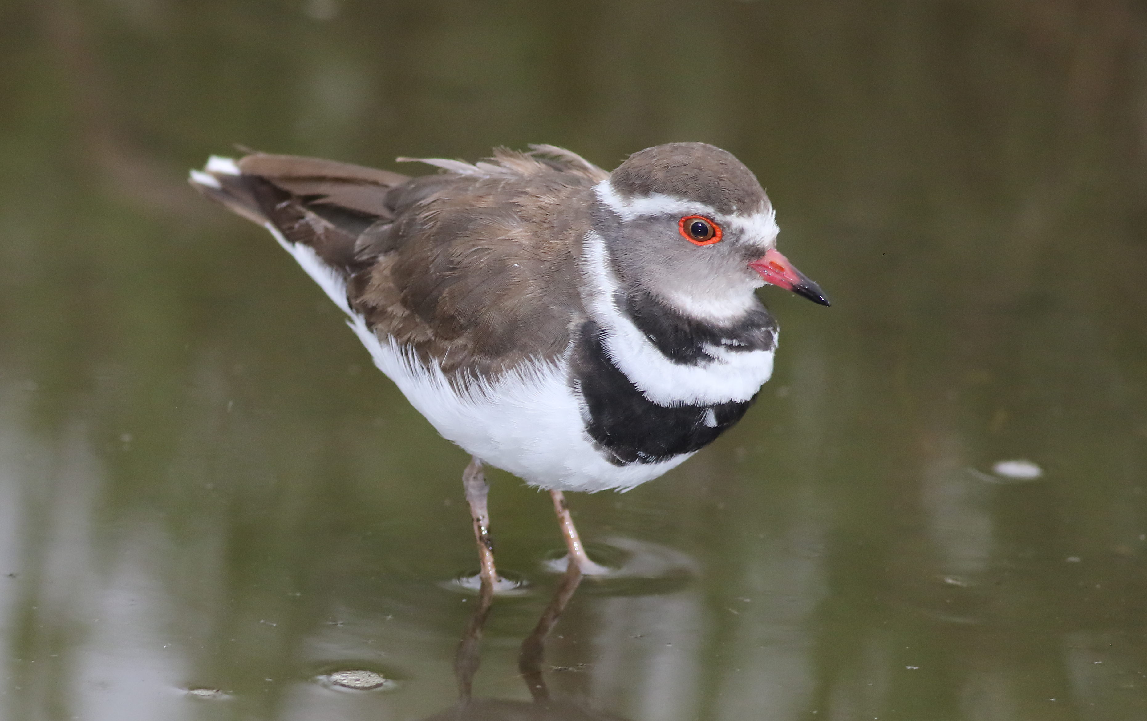 6. ⁣Joining the Community: Volunteering Opportunities for Threebanded Plover Conservation ⁤in⁣ Masai ⁤Mara