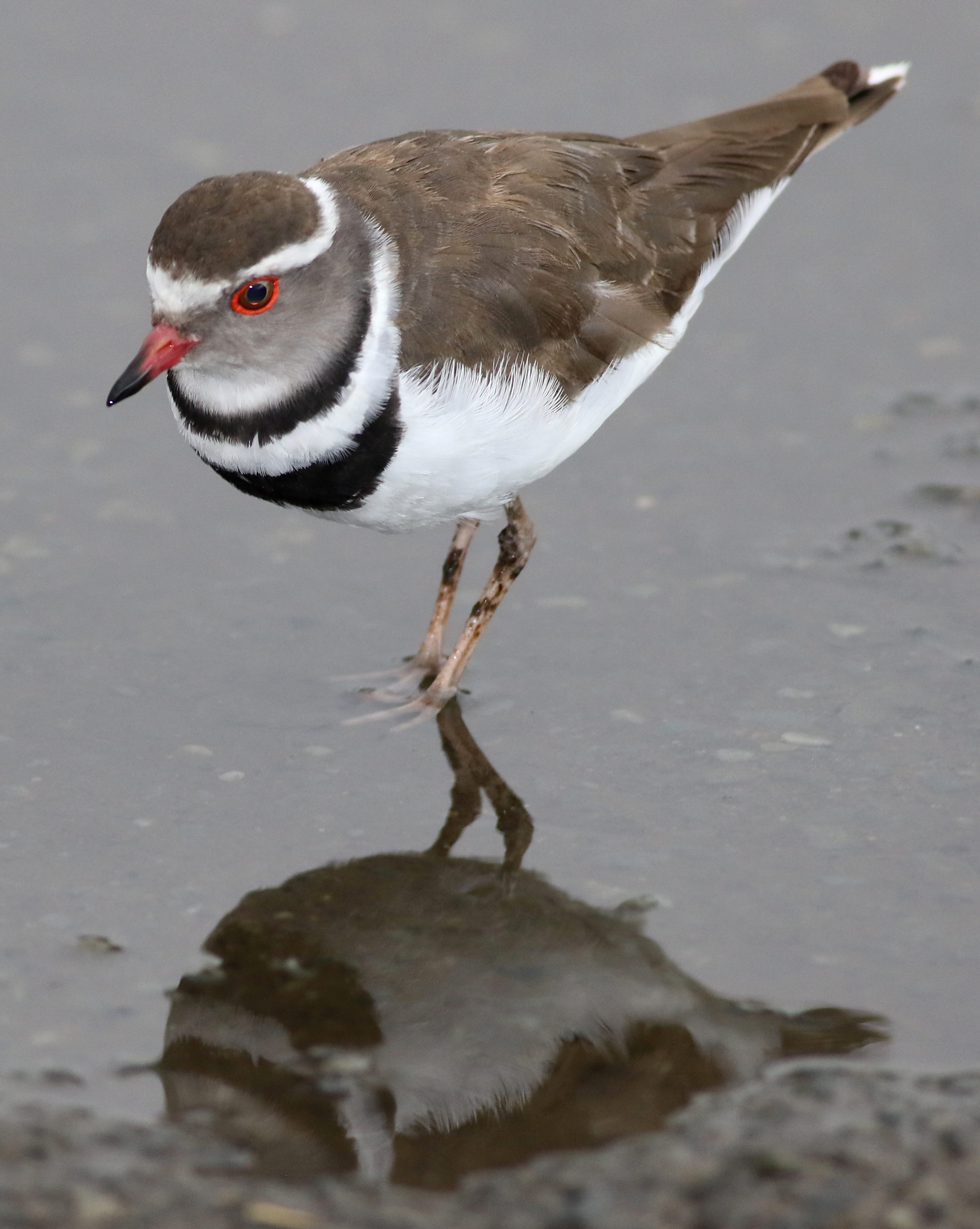 1.‍ Discover the Enchanting Threebanded⁤ Plover:⁣ A ‌Rare Gem in⁢ Masai​ Mara