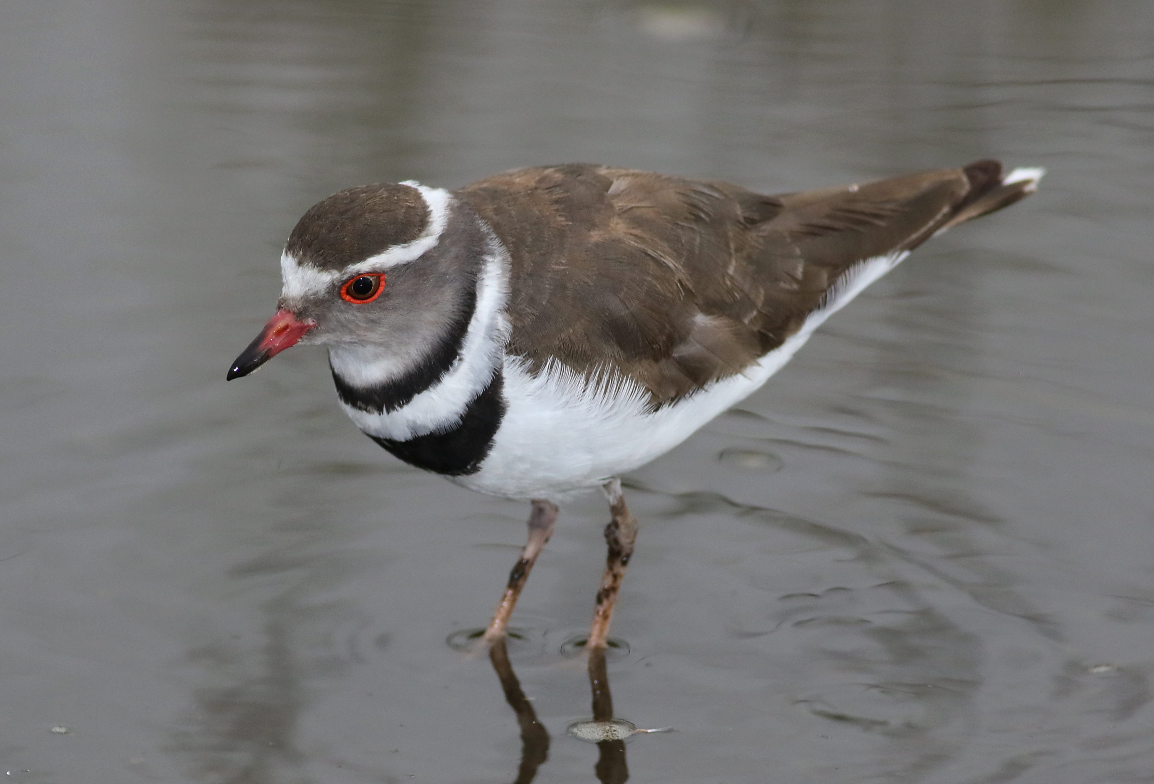 2.‍ A Closer Look: Unique Characteristics and Behavior of the⁢ Threebanded ⁤Plover