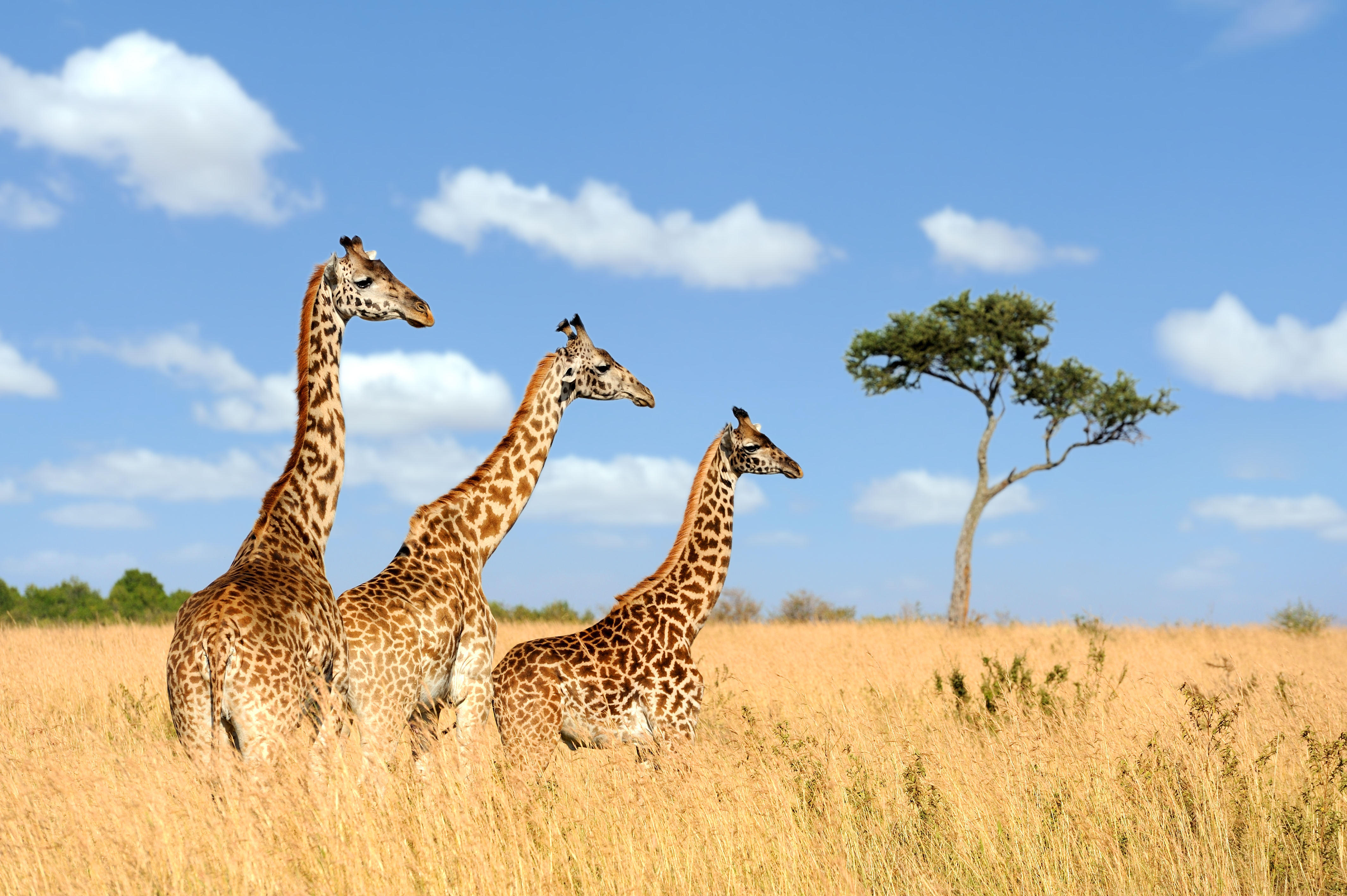 3. Beyond the Big Five: Encounter Giraffes, Zebras, Wildebeests, and More