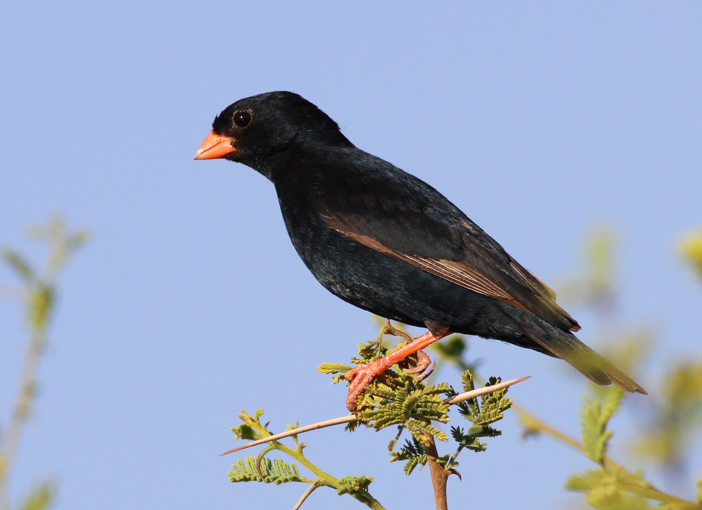 Tips⁣ for Recognizing and⁣ Differentiating⁤ Village‍ Indigobirds from Other Species​ in Masai⁤ Mara