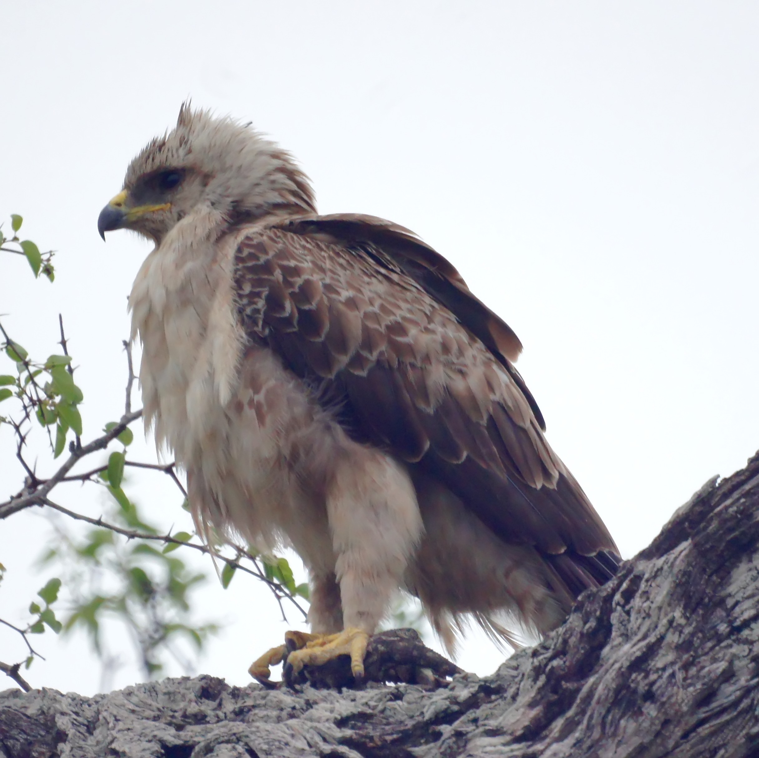 Unveiling the Unique Characteristics and⁣ Hunting Techniques of ‍Wahlberg's ⁣Eagle