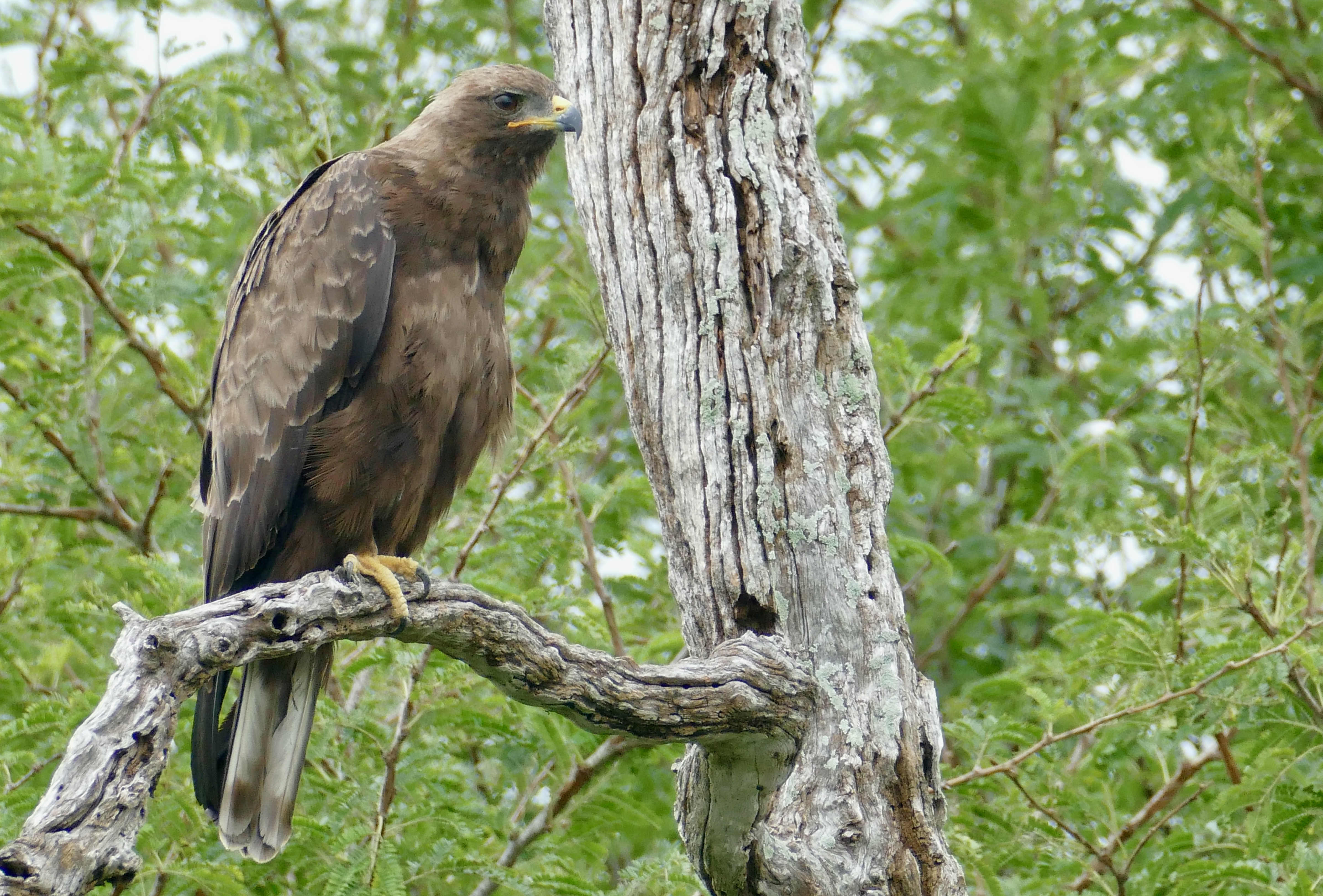 The Powerful Wahlberg's Eagle: The Ruler of​ Masai Mara's ⁣Skies