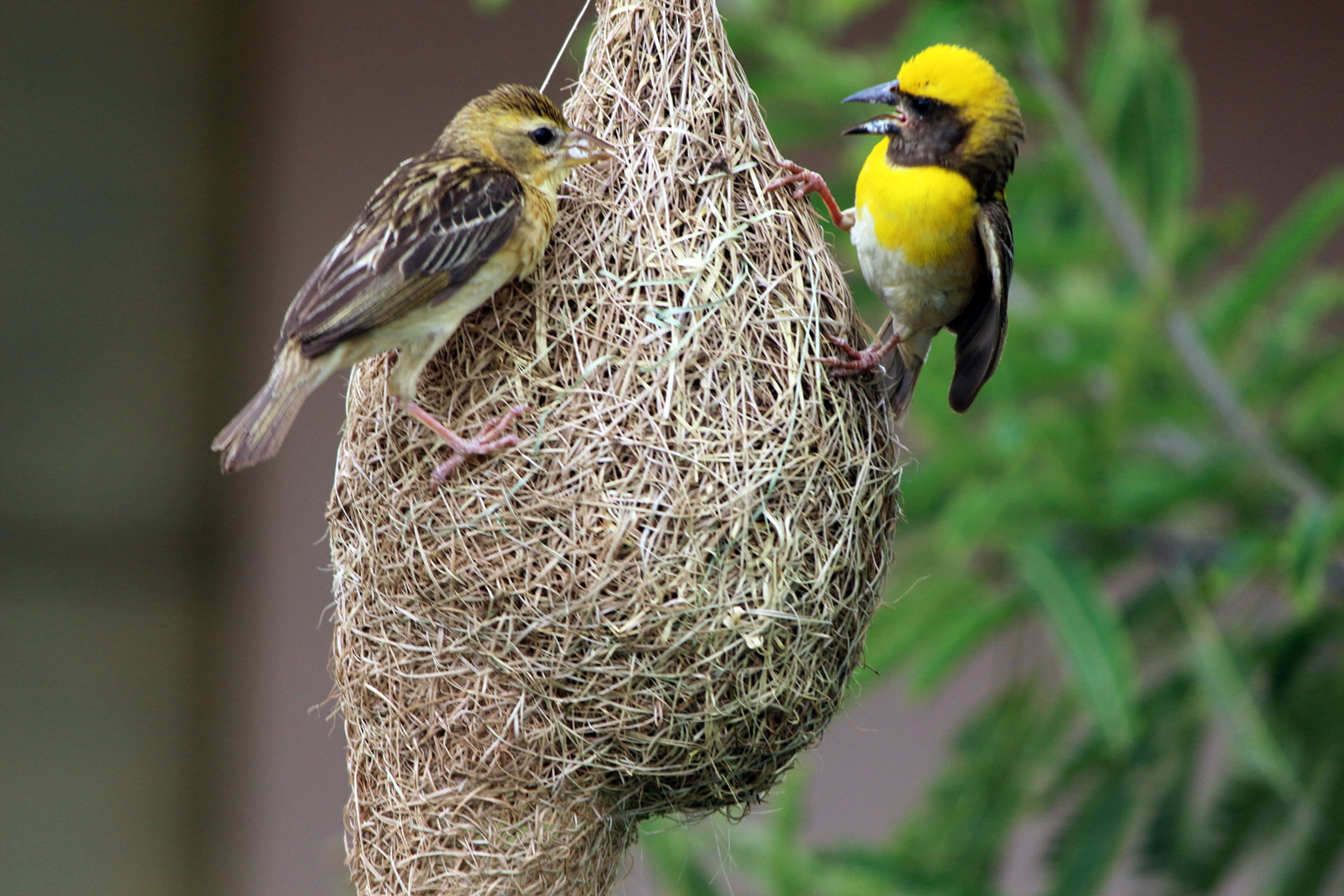 Preserving⁢ Biodiversity: Conservation Strategies⁢ for Protecting the⁣ Weaver Bird and ‌its Habitat