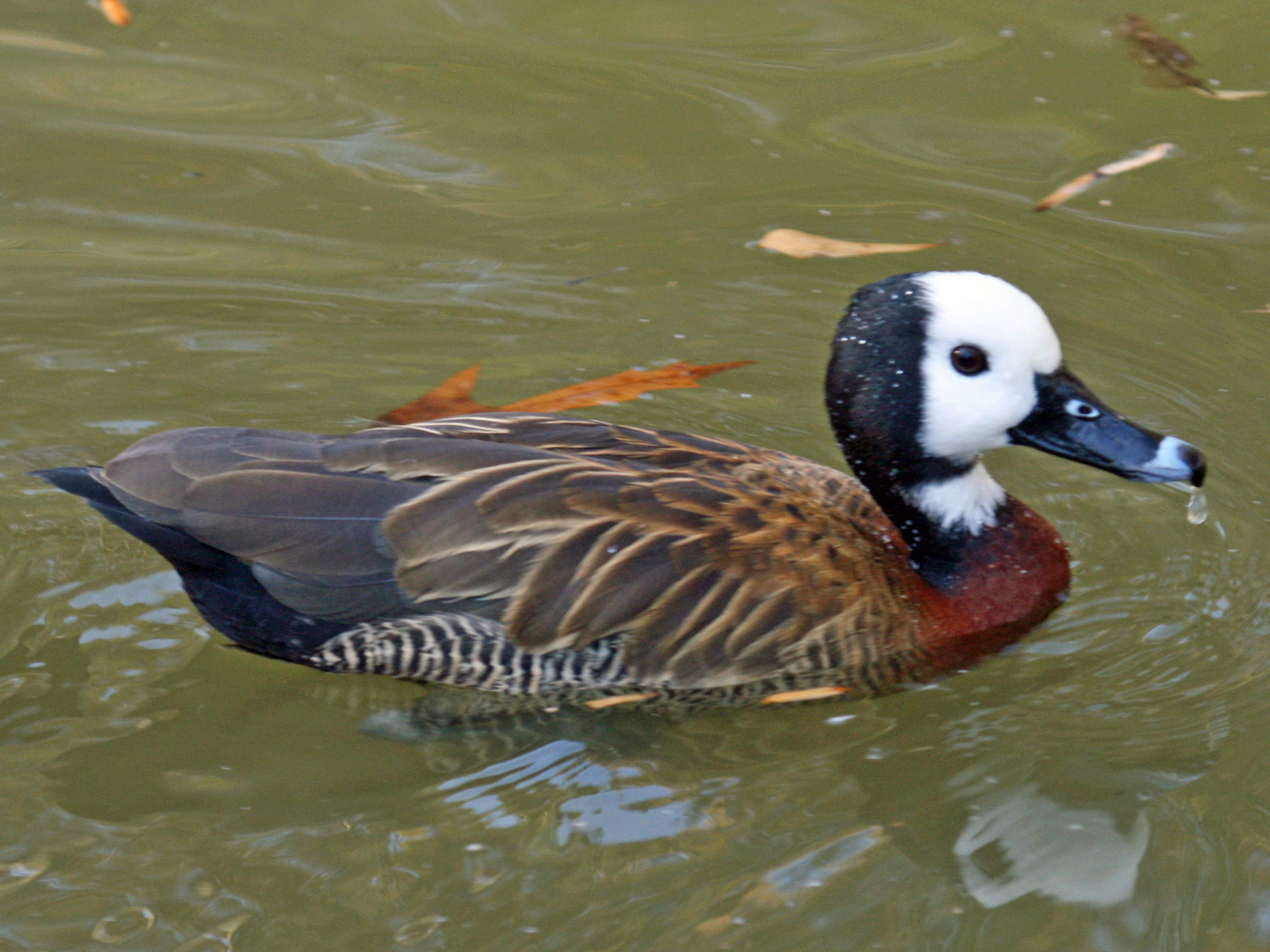 Witnessing the Whitefaced Whistling Duck's Elegance ‍at‍ Masai Mara