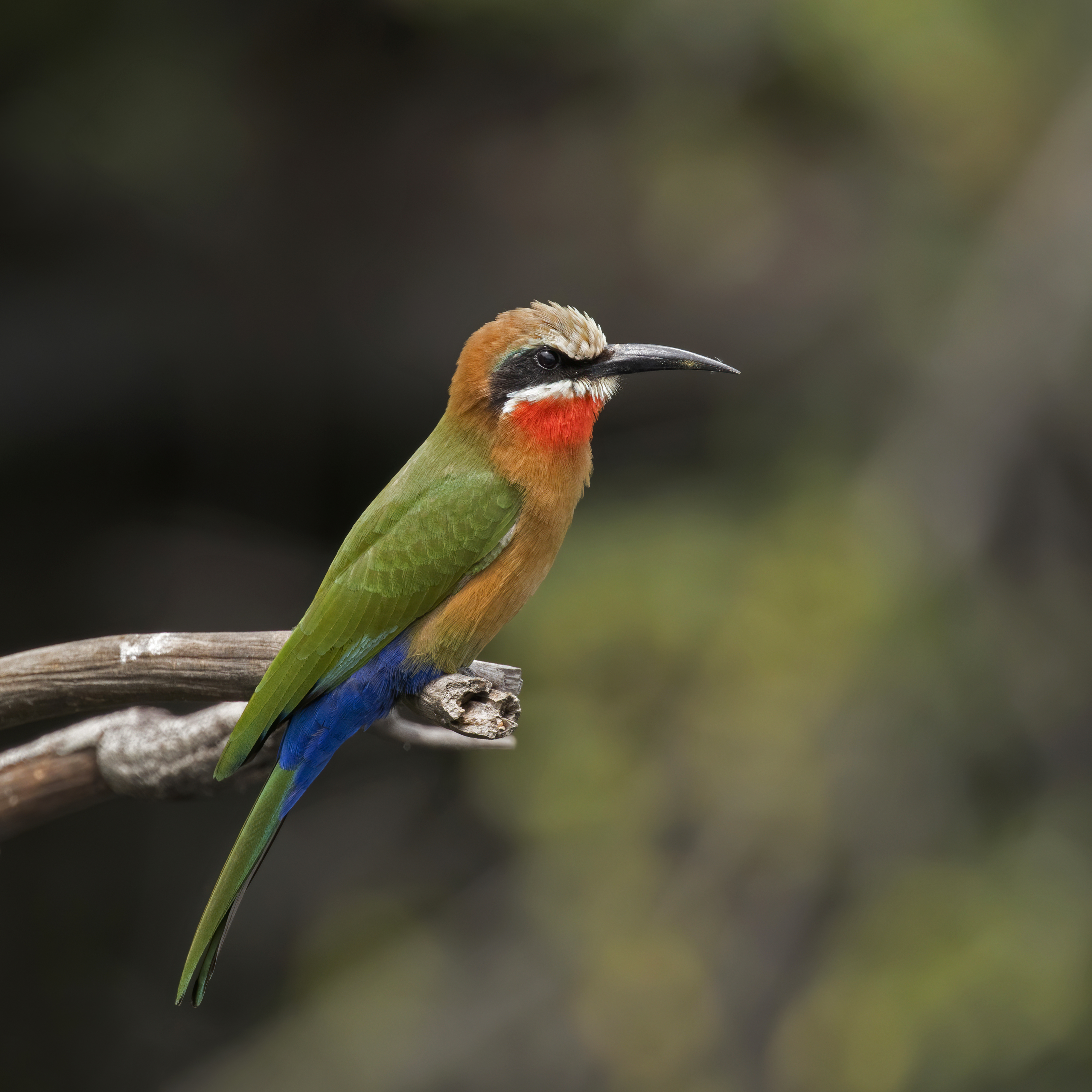 Conservation Efforts to Protect the Precious Habitat of the Whitethroated Bee-eater in Masai Mara