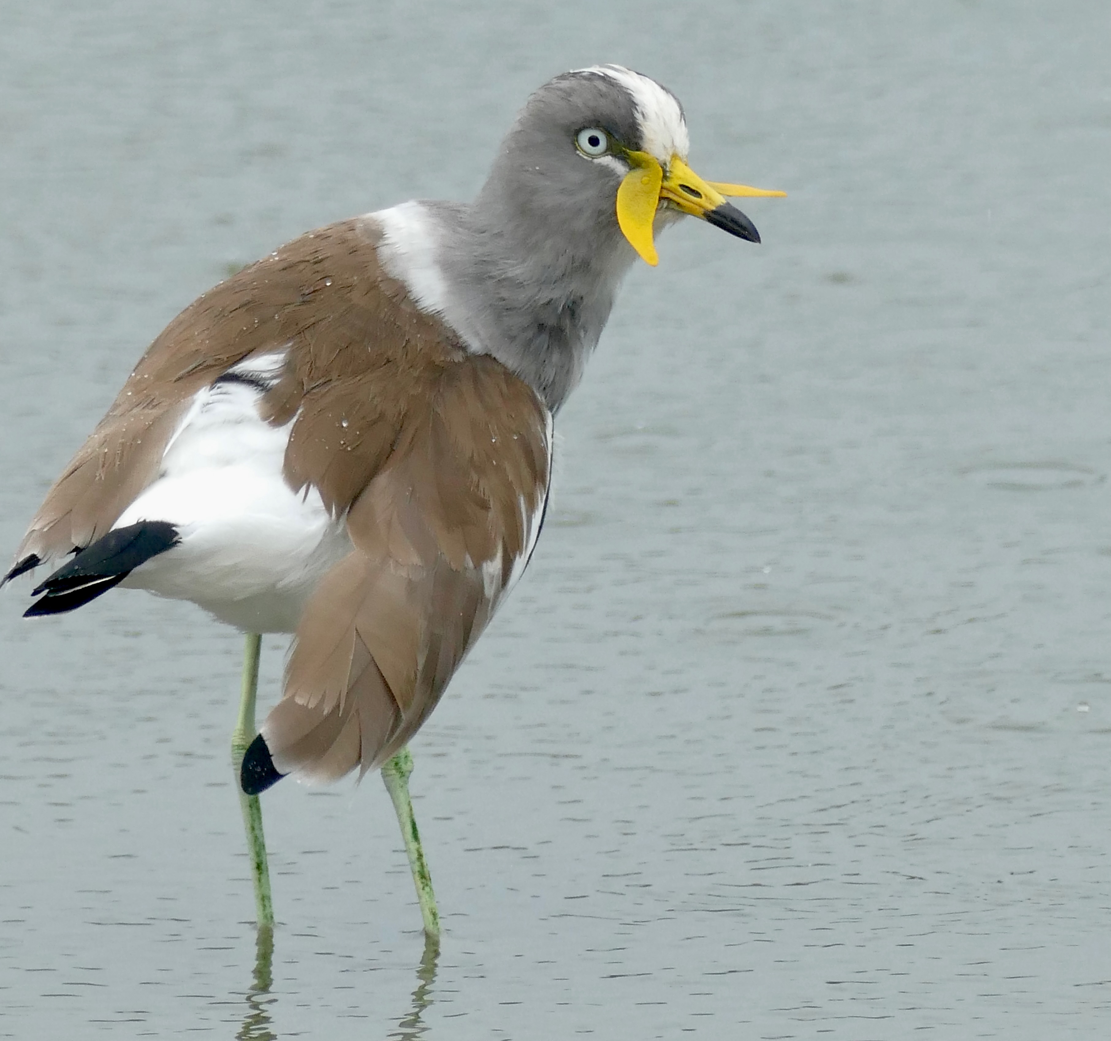 Tips for spotting ‌and observing ⁤the Whiteheaded Lapwing in its natural habitat