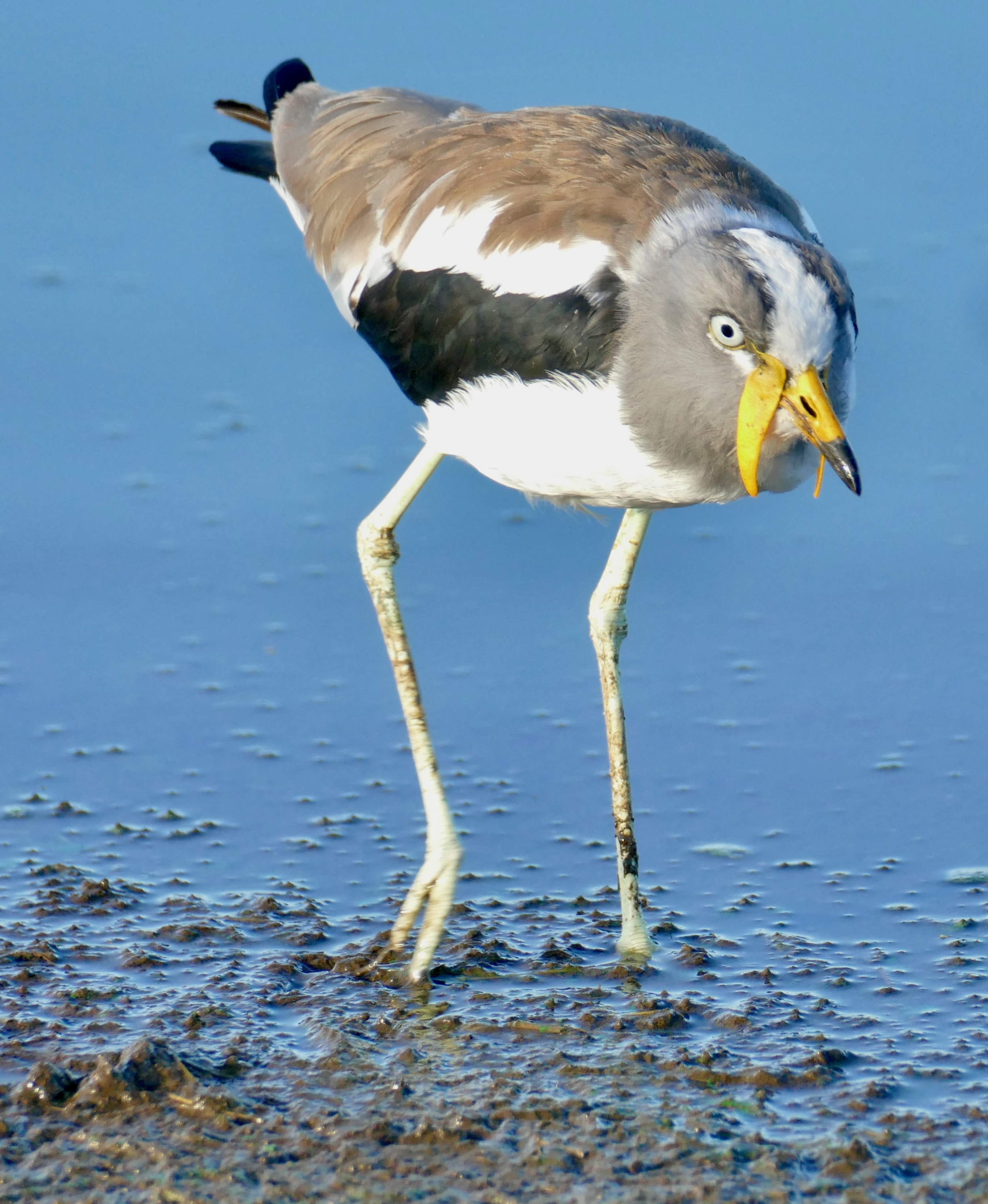 Unveiling the⁢ distinctive ⁣features ⁢of the Whiteheaded Lapwing