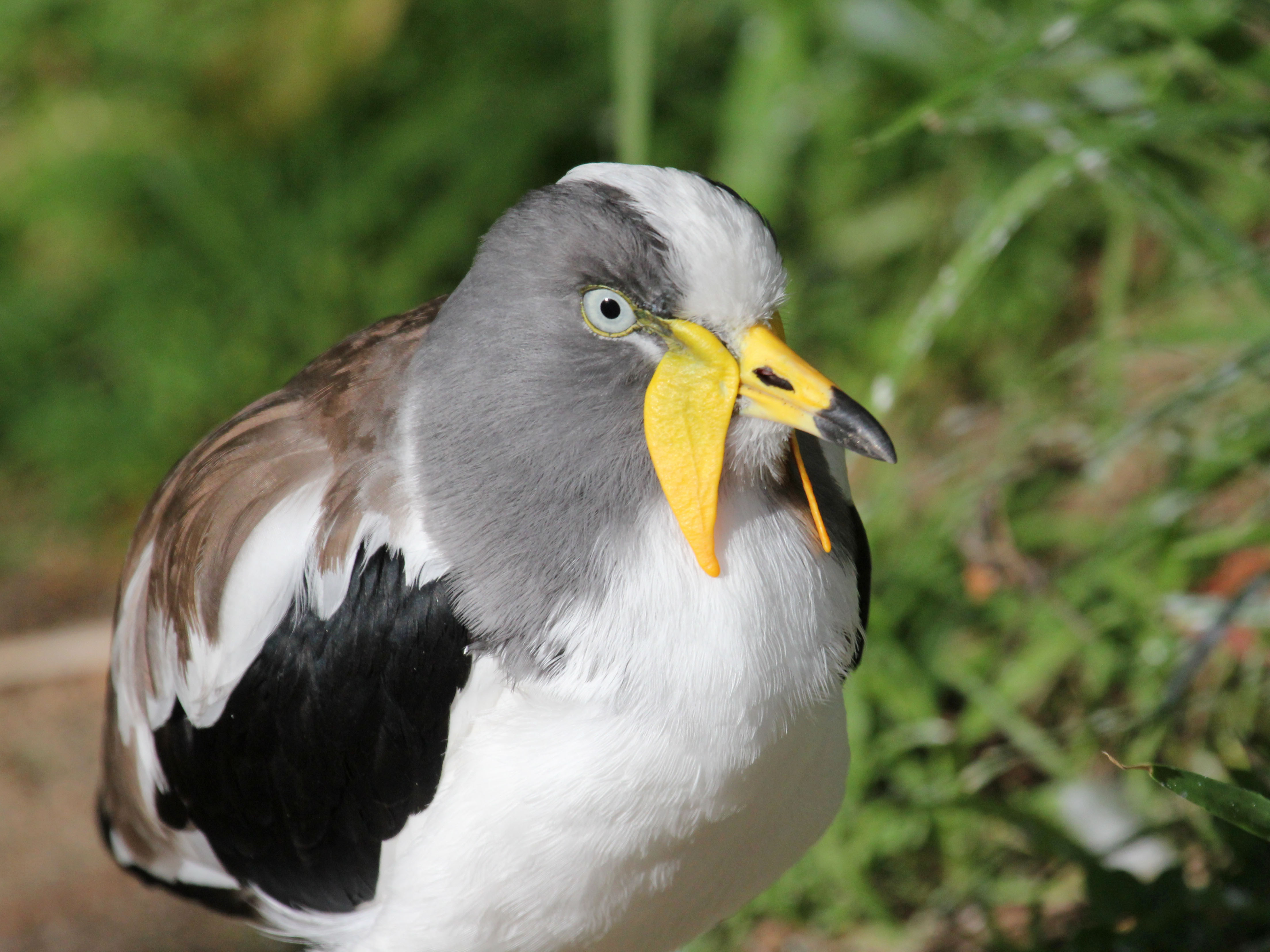 The⁣ majestic‌ Whiteheaded Lapwing: A symbol of grace in Masai Mara ​National Park