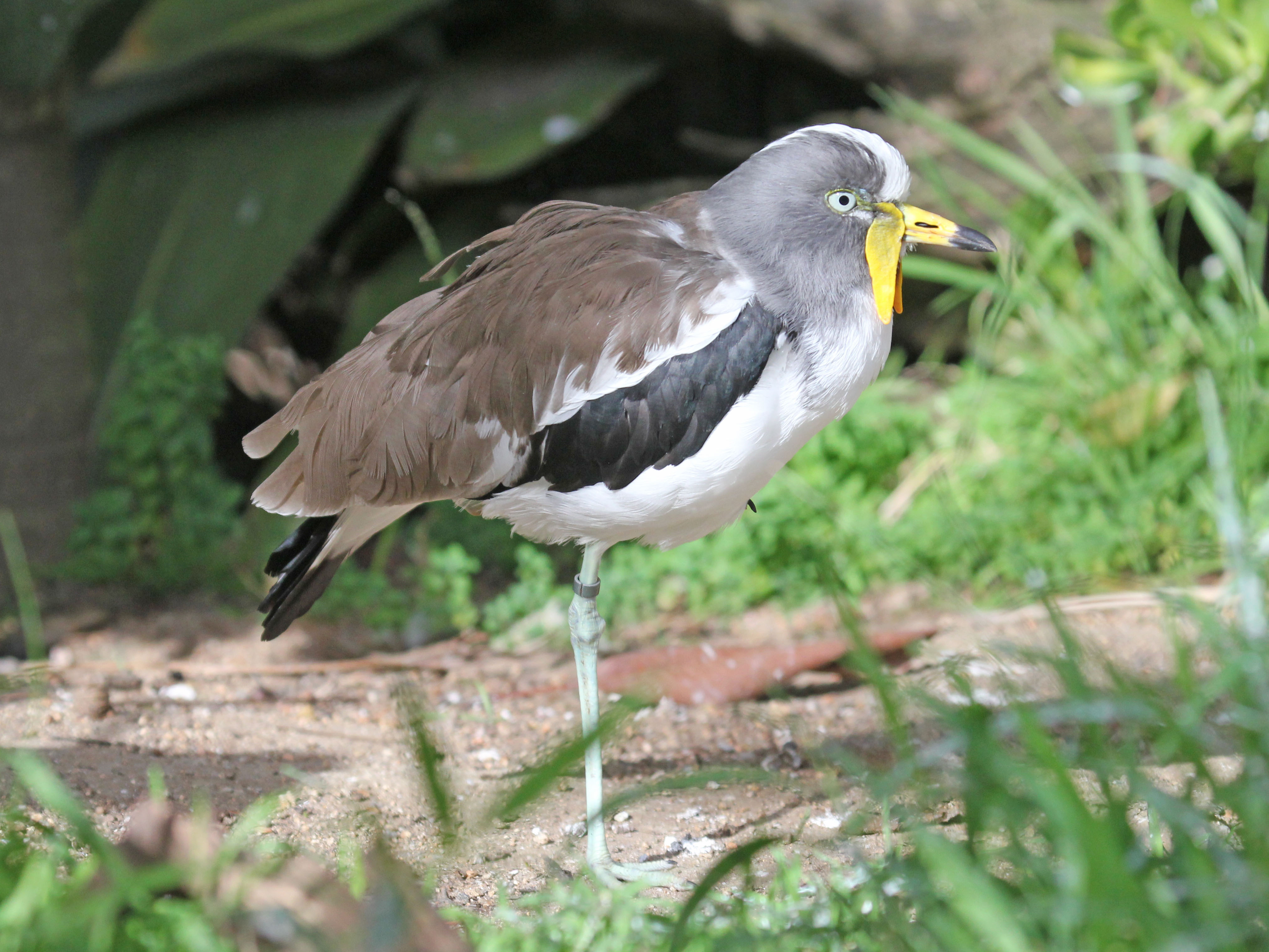 Exploring the behavioral patterns and habitat preferences of the Whiteheaded‌ Lapwing