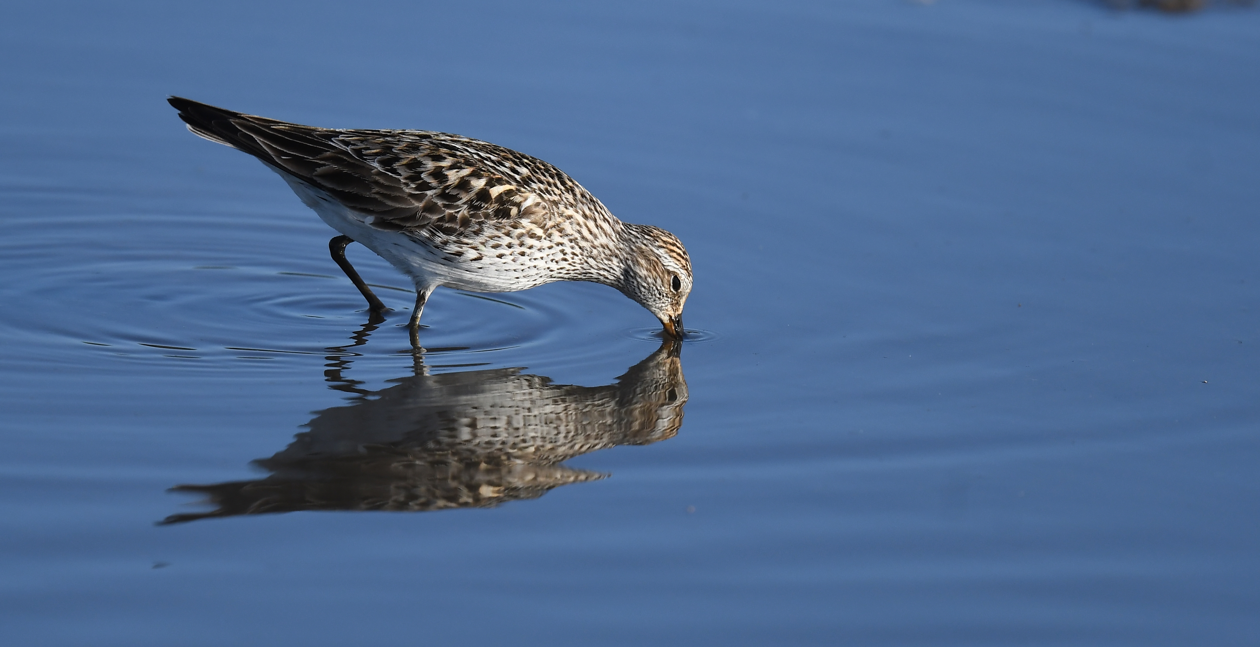 Rare Sighting:‌ Whiterumped⁤ Sandpiper Graces Masai Mara National⁣ Park