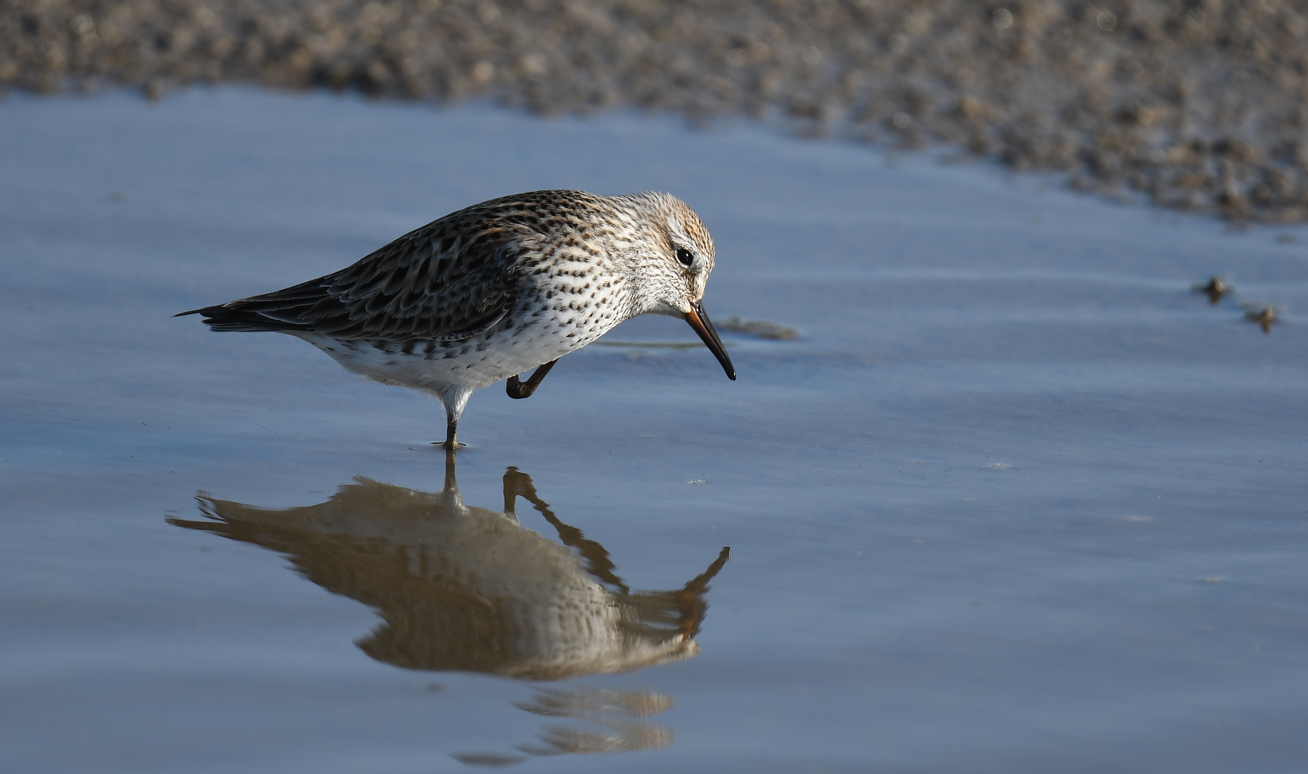 Unveiling the ⁢Unique⁣ Characteristics of the Whiterumped Sandpiper