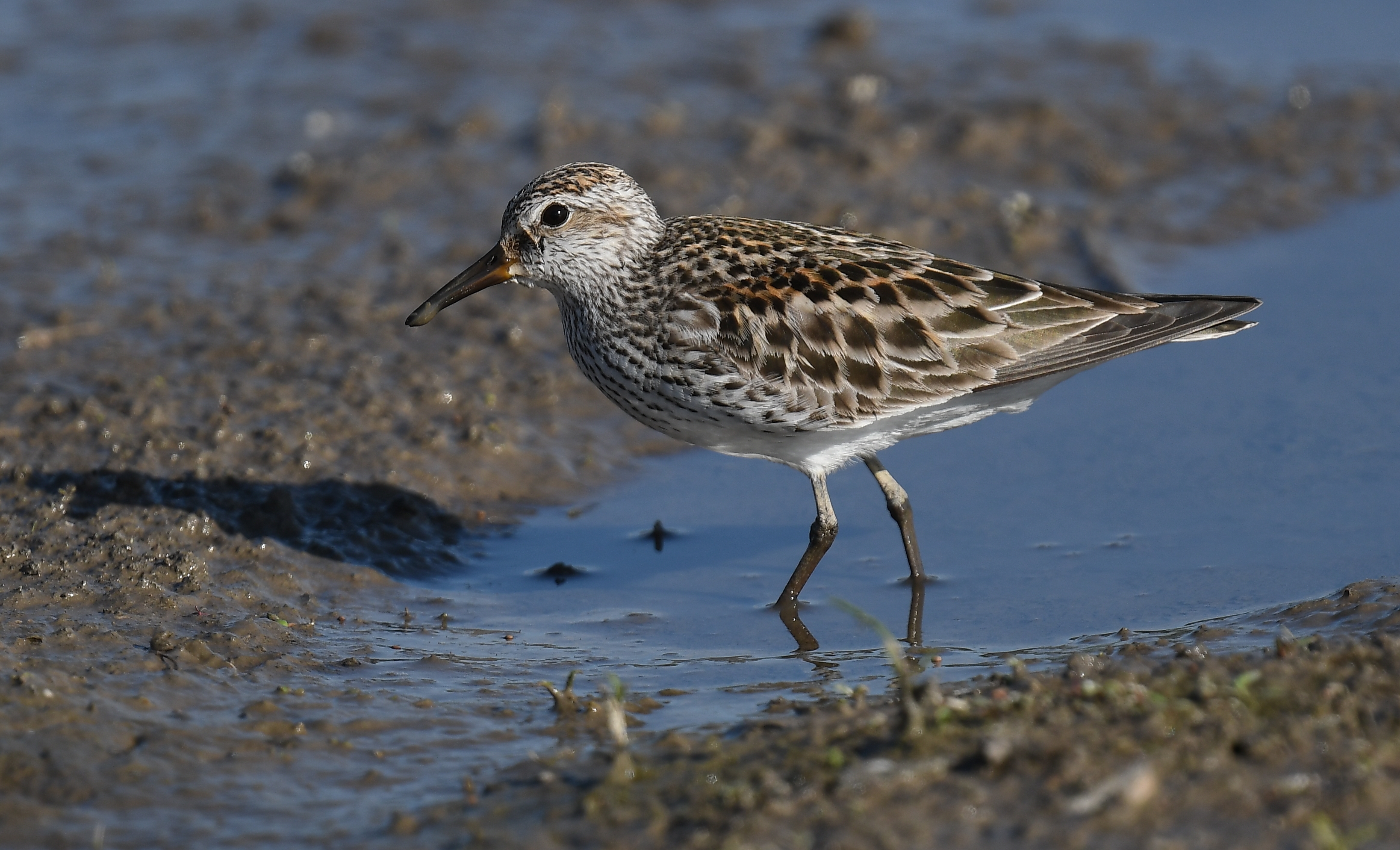 Conservation Efforts ‌for Protecting the Whiterumped Sandpiper in Masai Mara