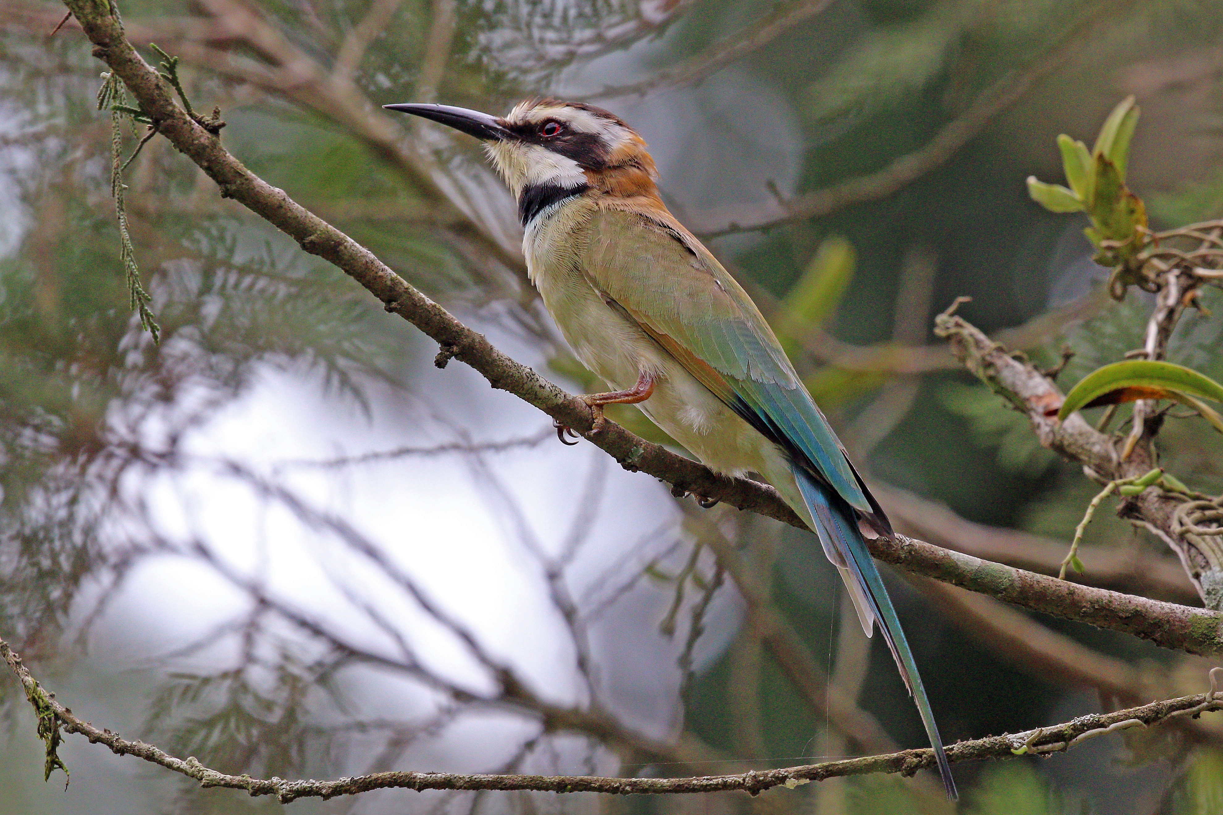 Whitethroated Bee-eater: The Delightfully Colorful Avian Resident of Masai‍ Mara