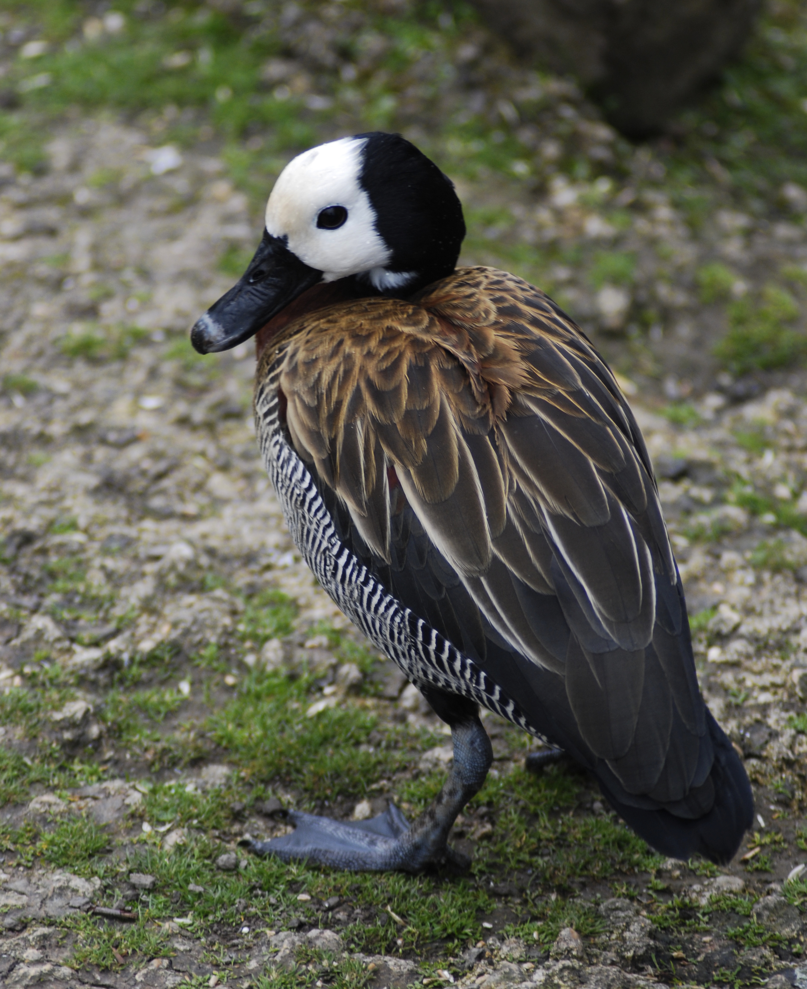 The​ Enchanting Song ⁣of the Whitefaced⁢ Whistling‍ Duck at Masai Mara