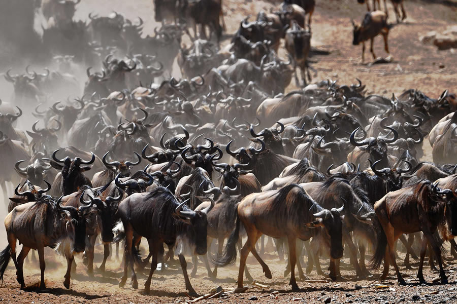 2. Seasonal Wildlife Migration: Witness the Spectacular Wildebeest Migration on Your Horseback Safari in Maasai Mara