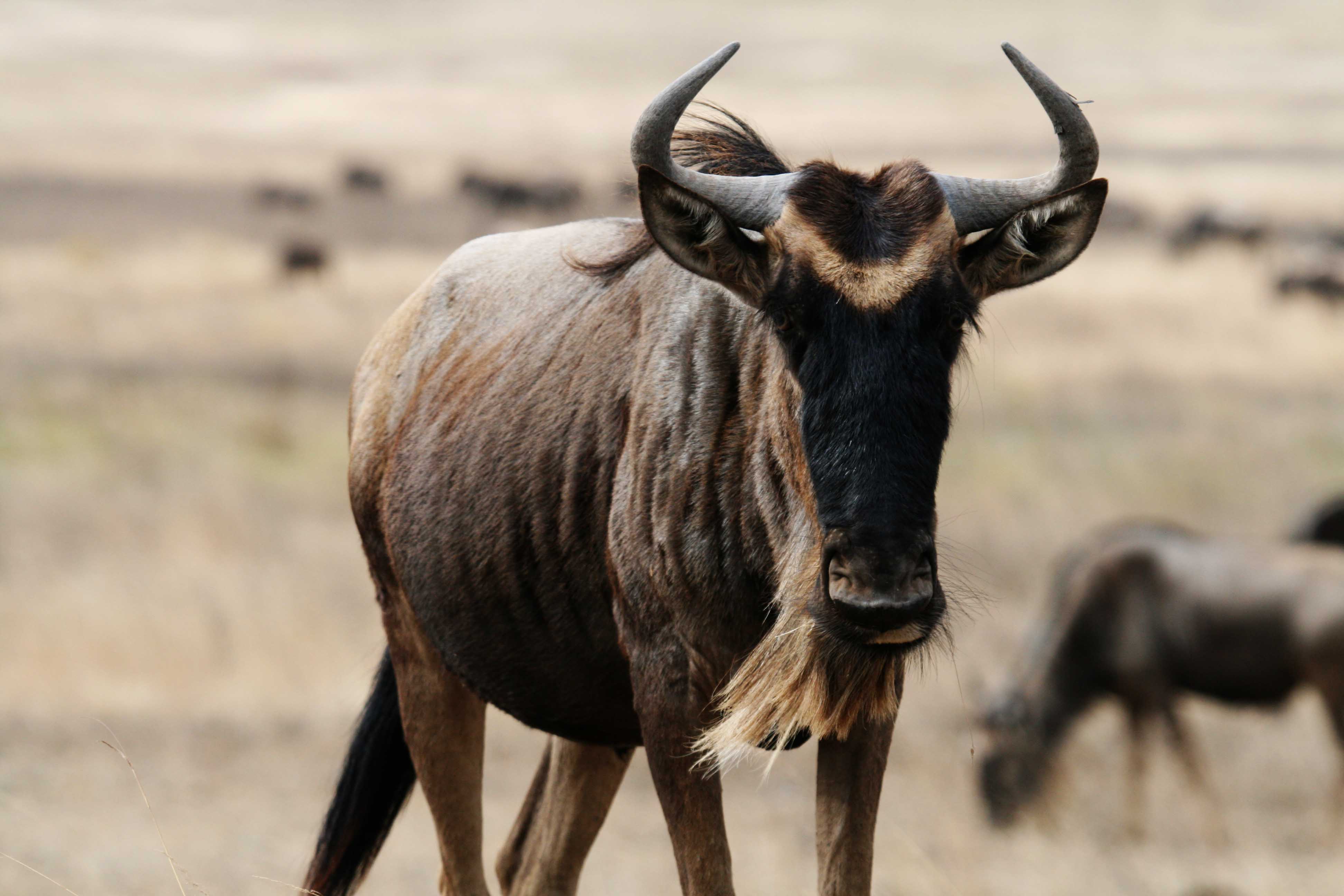 4. Responsible Wildlife Etiquette: ⁤Guidelines for Safely⁣ Approaching the Wildebeest during the Great Migration