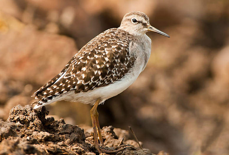 A Delicate Wader in the Untamed Wilderness: Wood Sandpipers at Masai Mara