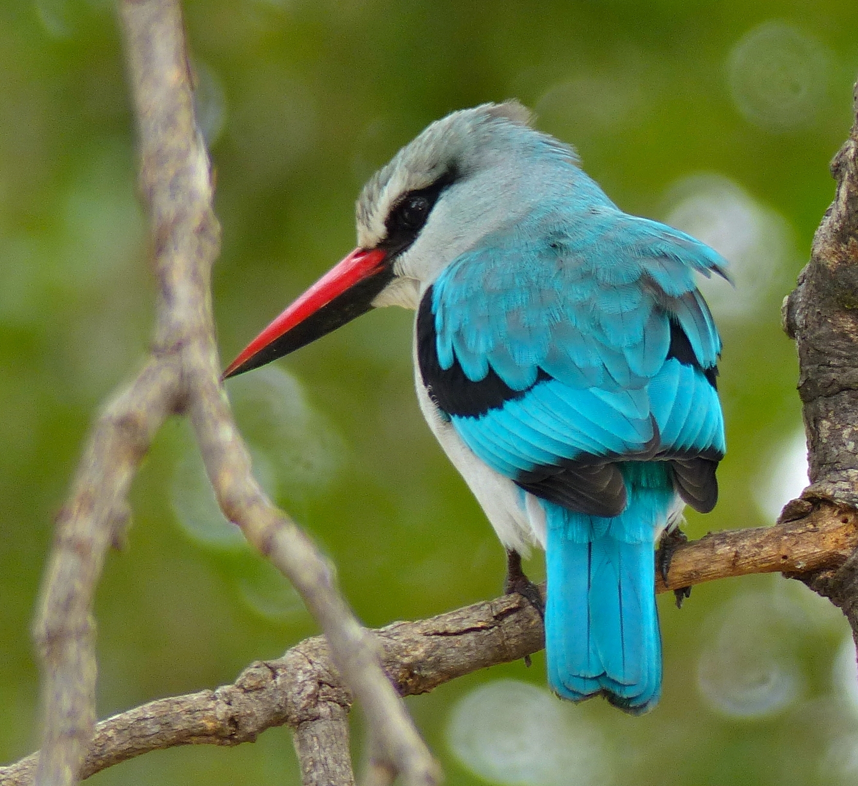 - ⁣The Enchanting Beauty of the Woodland⁤ Kingfisher in Masai Mara National Park