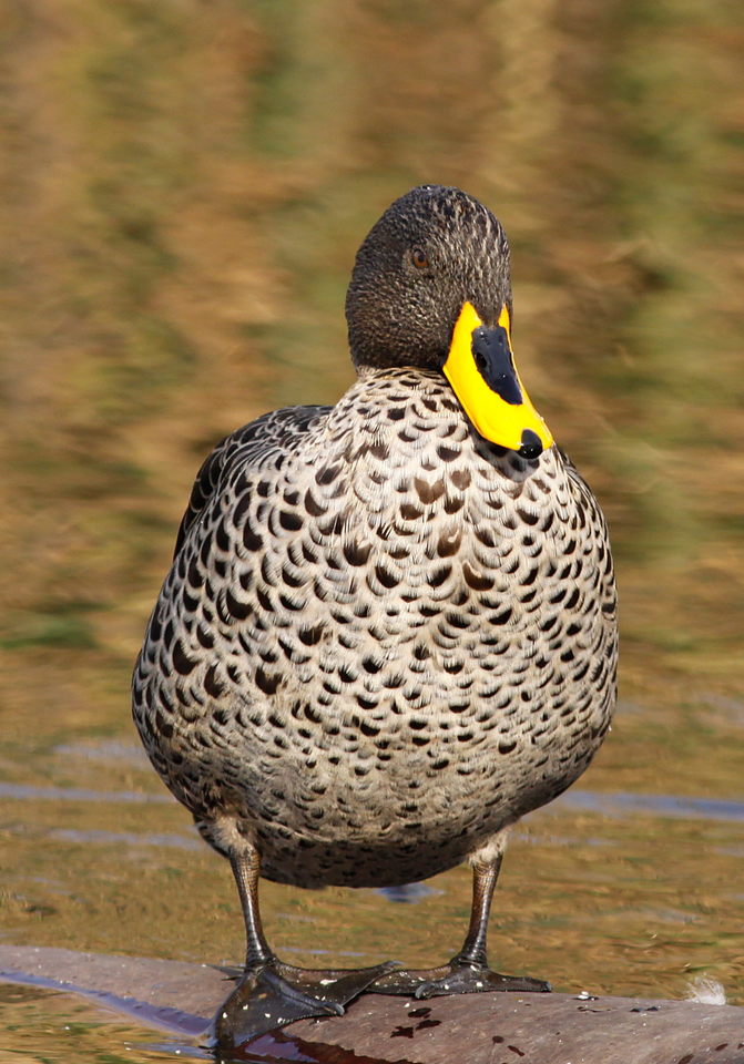 Exploring the Habitat of ⁣the Yellowbilled‌ Duck in Masai Mara ‍National Park