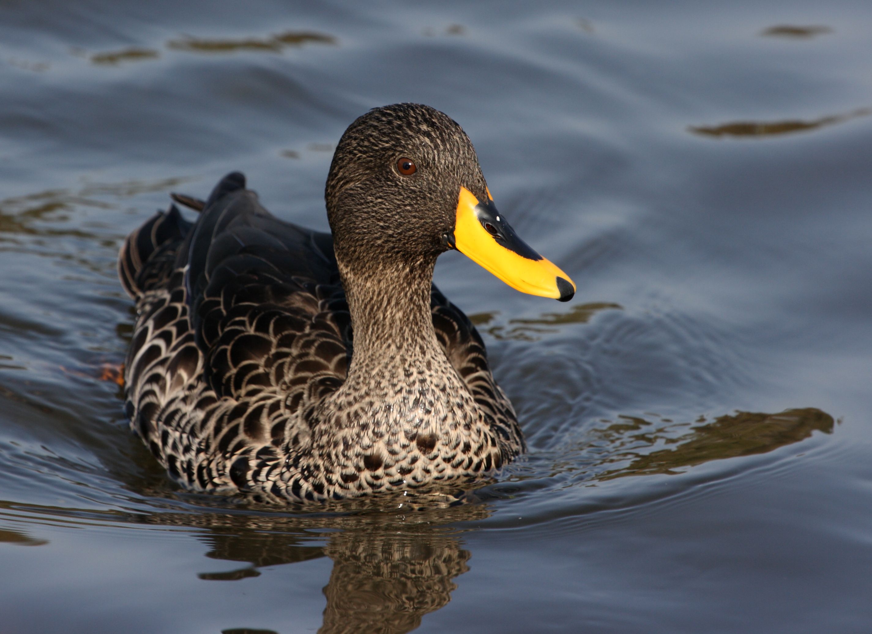 Observing ⁣the Yellowbilled Duck's Behavior: A ⁣Fascinating Encounter ⁣in Masai Mara