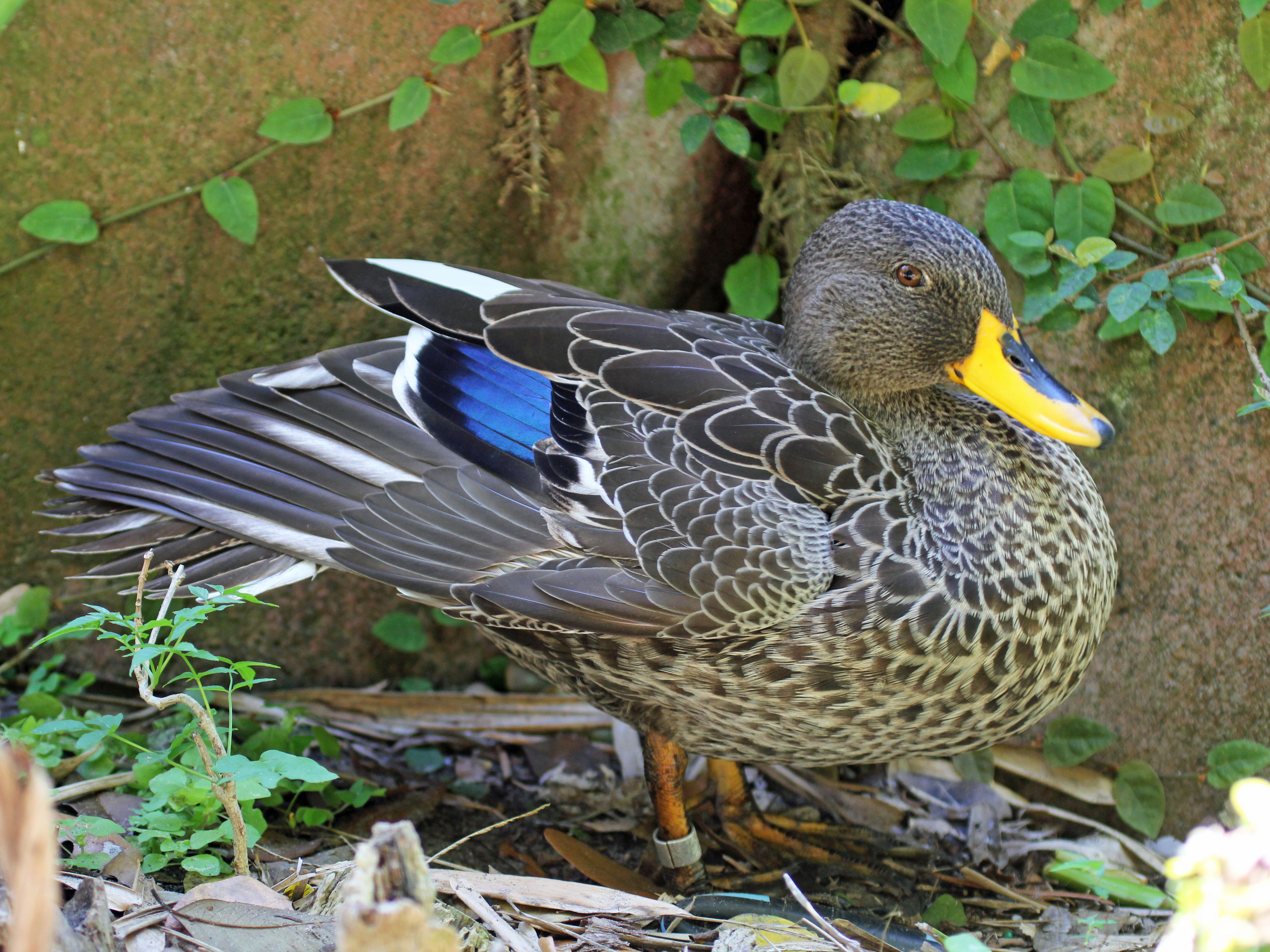 The Majestic​ Yellowbilled⁣ Duck: A‌ Symbol⁤ of Grace in Masai Mara