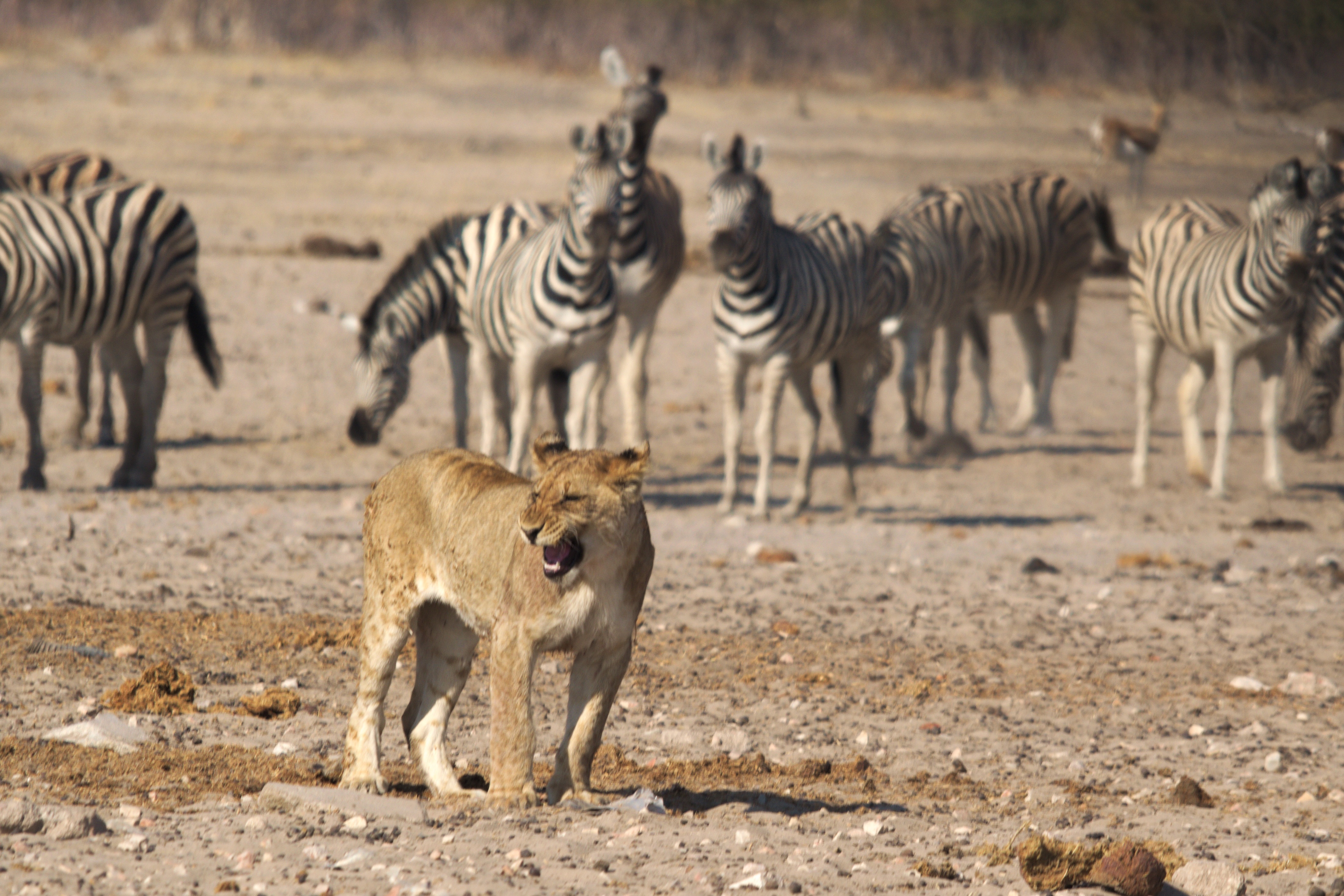 Making the Most of Your Wildlife Adventure: Insider Tips for Renting Equipment in Maasai Mara