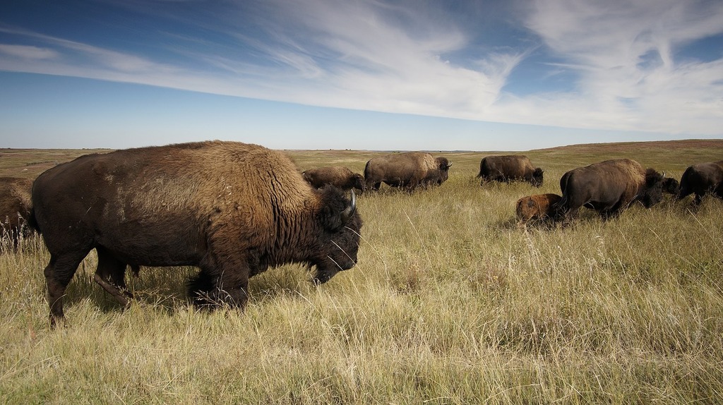 Exploring the⁣ Abundance of Buffalo ⁣Herds ⁢in Maasai Mara National Park