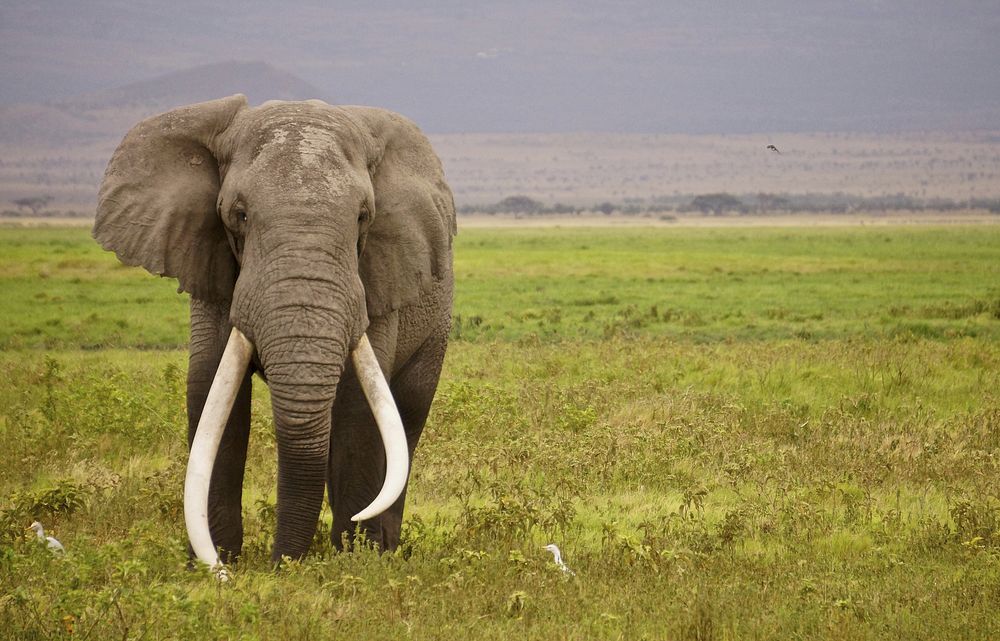 Getting Up Close and Personal with Maasai⁢ Mara's Majestic Elephants: Best⁤ Camping Spots⁢ for Elephant Sightings