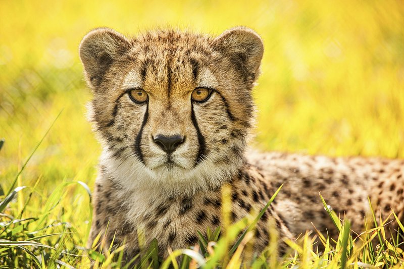 2. Wildlife Interactions: Balancing Thrilling Encounters with Responsible Piloting in Maasai Mara