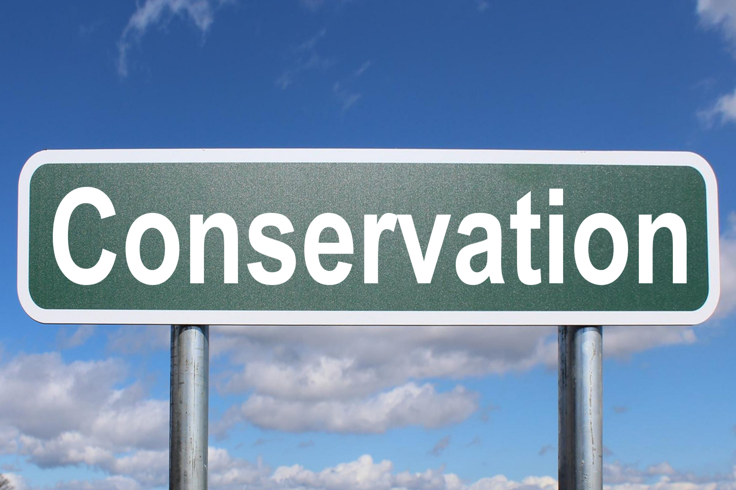 How to Get Involved in Conservation Efforts after a Game Drive