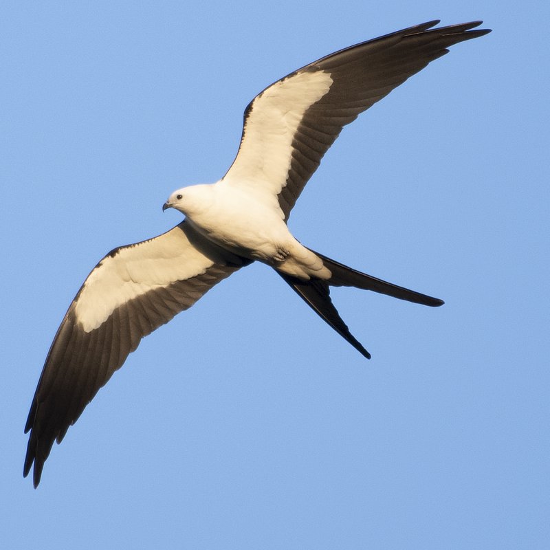 Conservation⁤ Efforts for Protecting African⁢ Swallowtailed Kite and its Habitat in⁤ Masai Mara