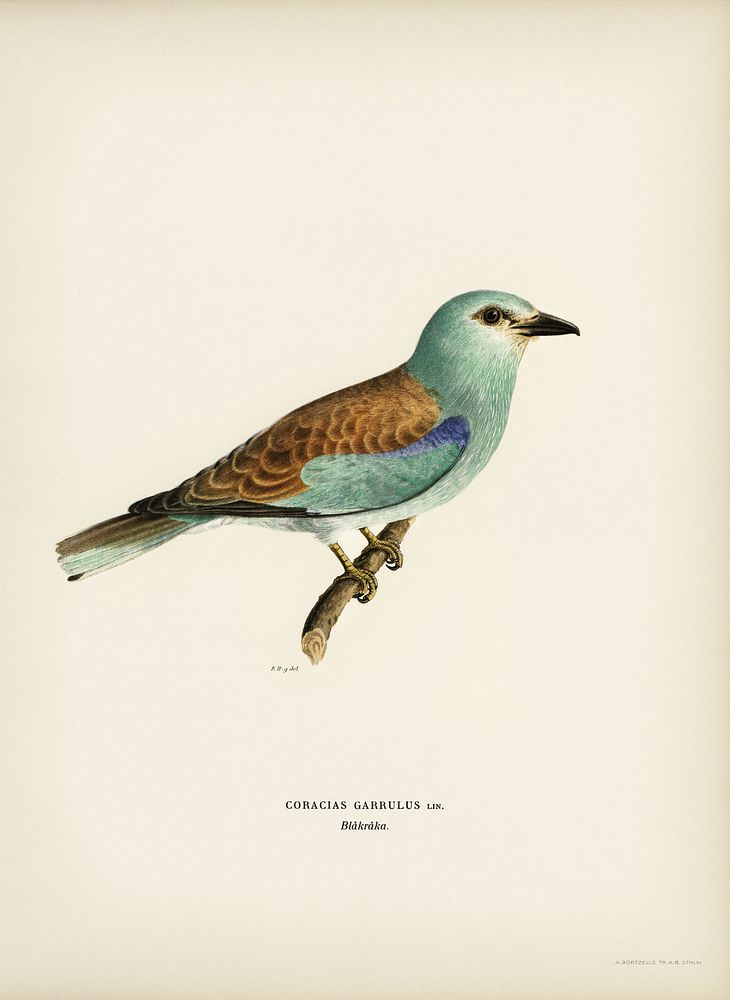 2. A Visual Feast: Exploring ‍the Unique ⁢Colors and Behaviors of the European Roller