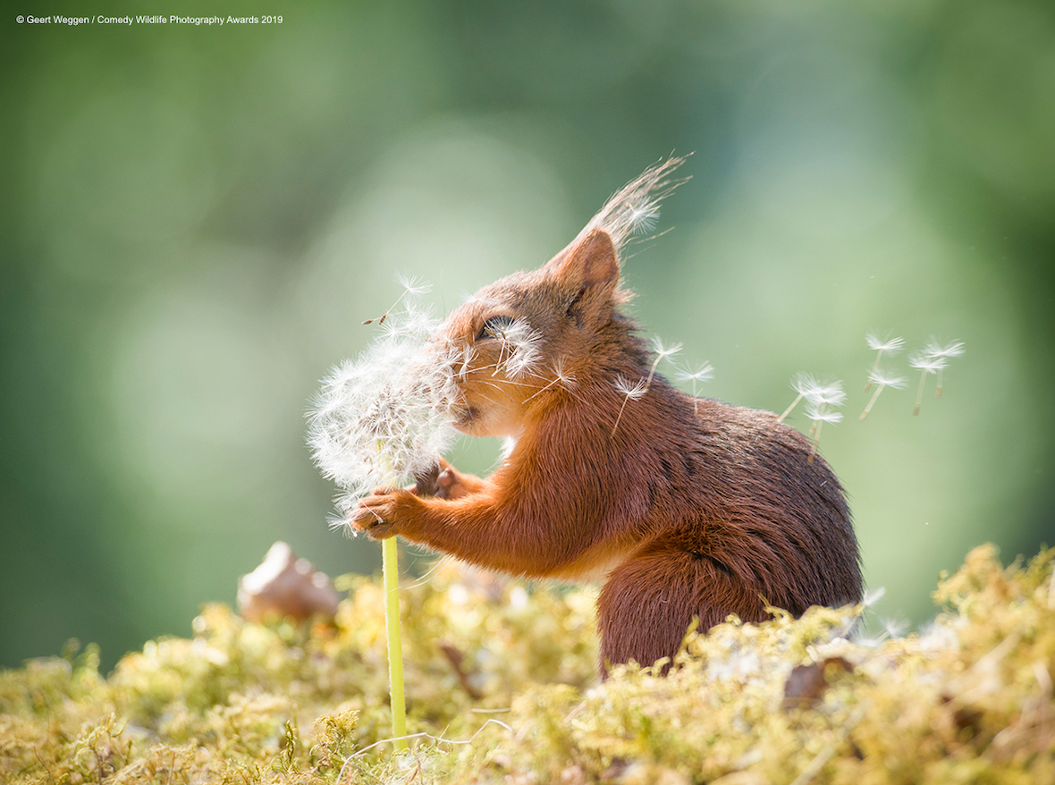 Don't Miss ‍Out on‌ the Incredible Wildlife​ Photography Opportunities in Maasai‍ Mara National⁤ Park