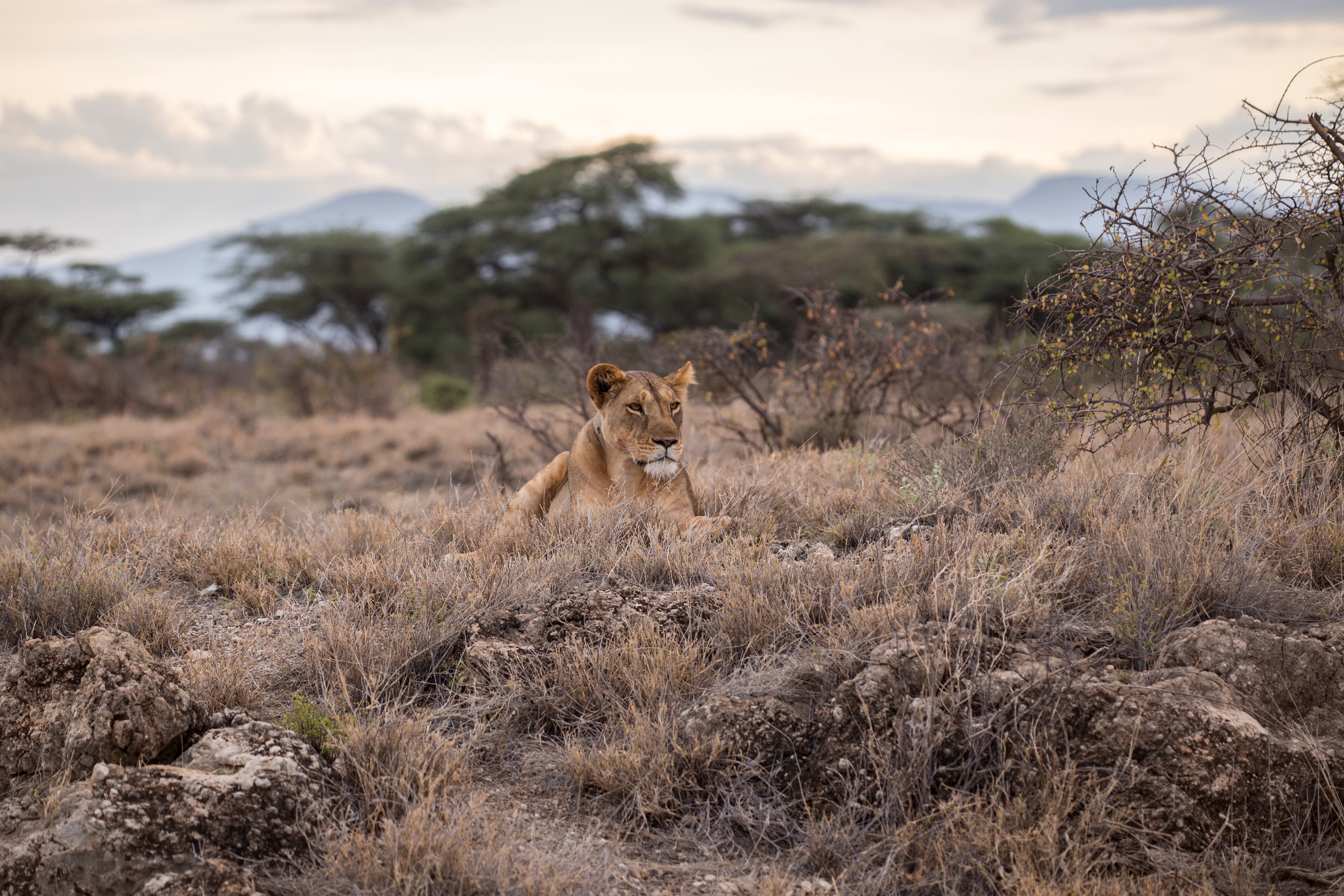 The dos and don'ts of bringing your own wildlife tracking equipment to Maasai Mara